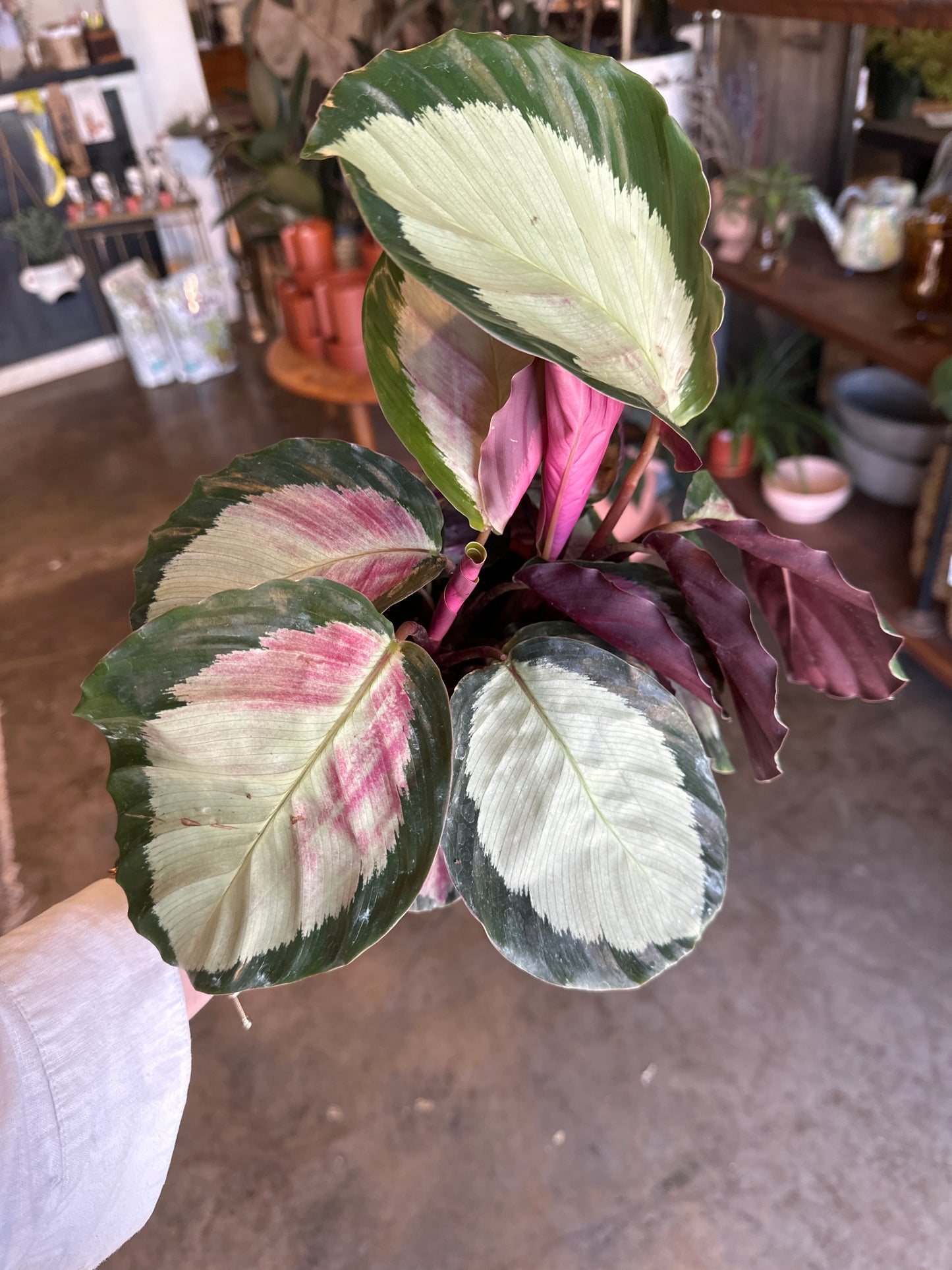 calathea rosey calathea from flower + furbish Shop now at flower + furbish