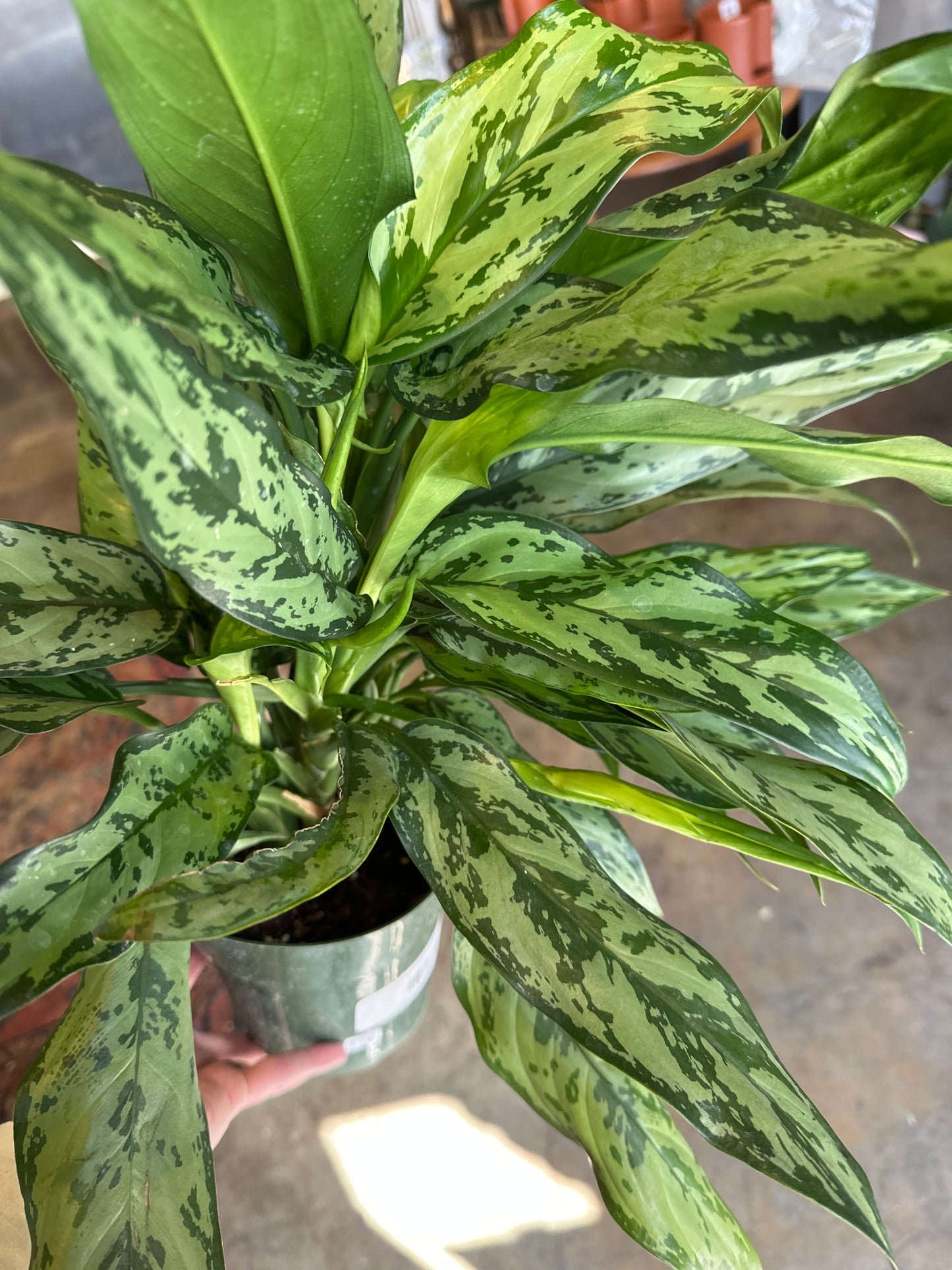 dieffenbachia camoflauge dieffenbachia from flower + furbish Shop now at flower + furbish