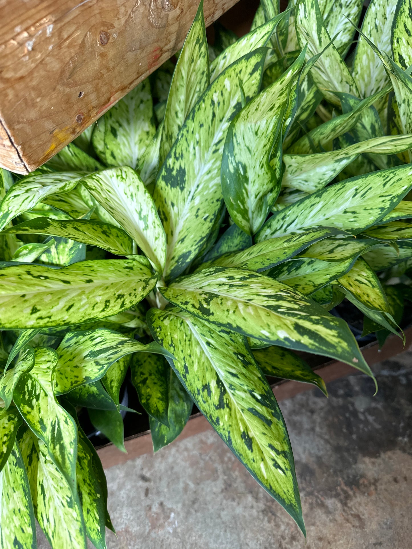 dieffenbachia starbright dieffenbachia from flower + furbish Shop now at flower + furbish