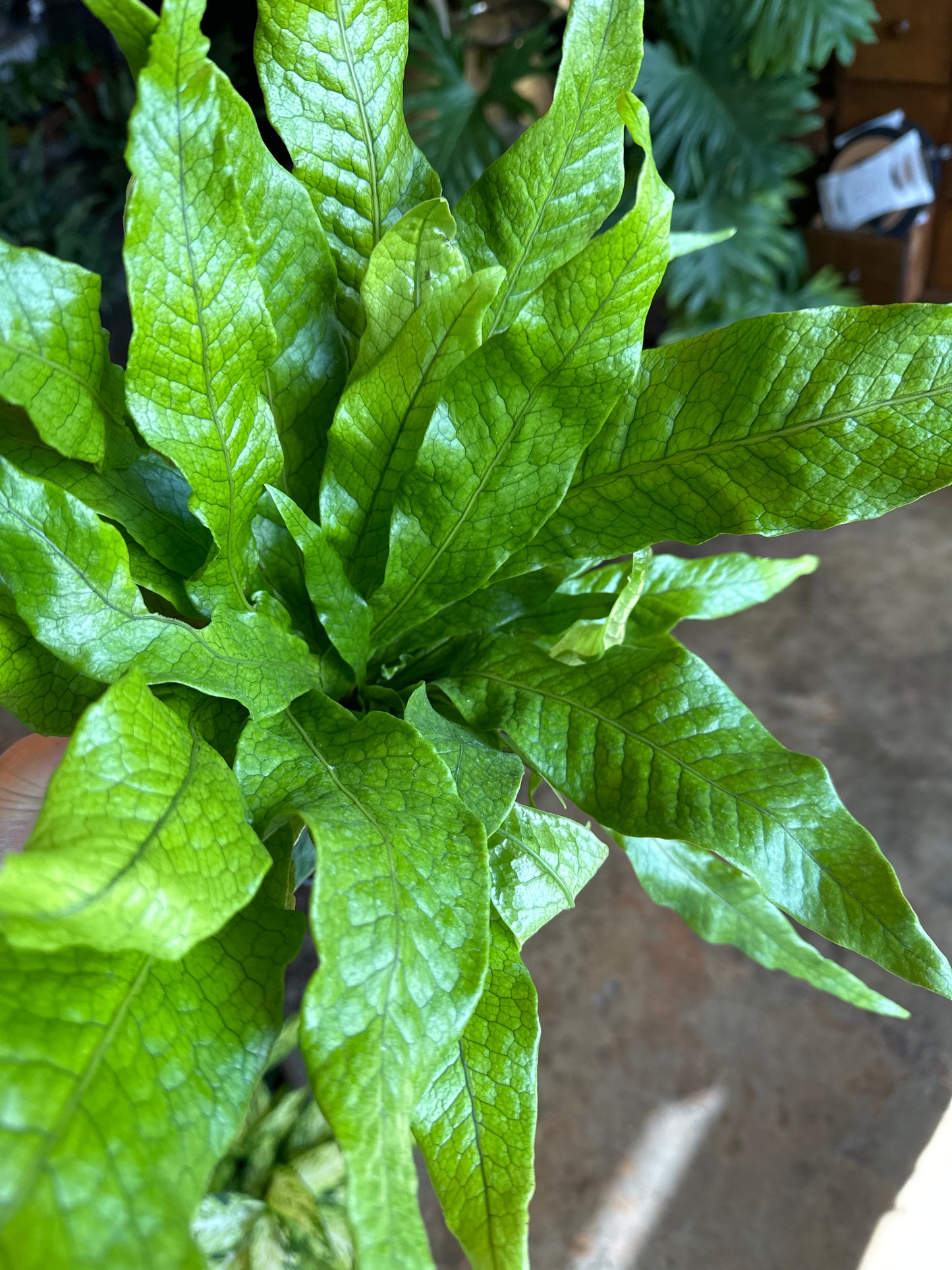 fern crocodyllus fern from flower + furbish Shop now at flower + furbish