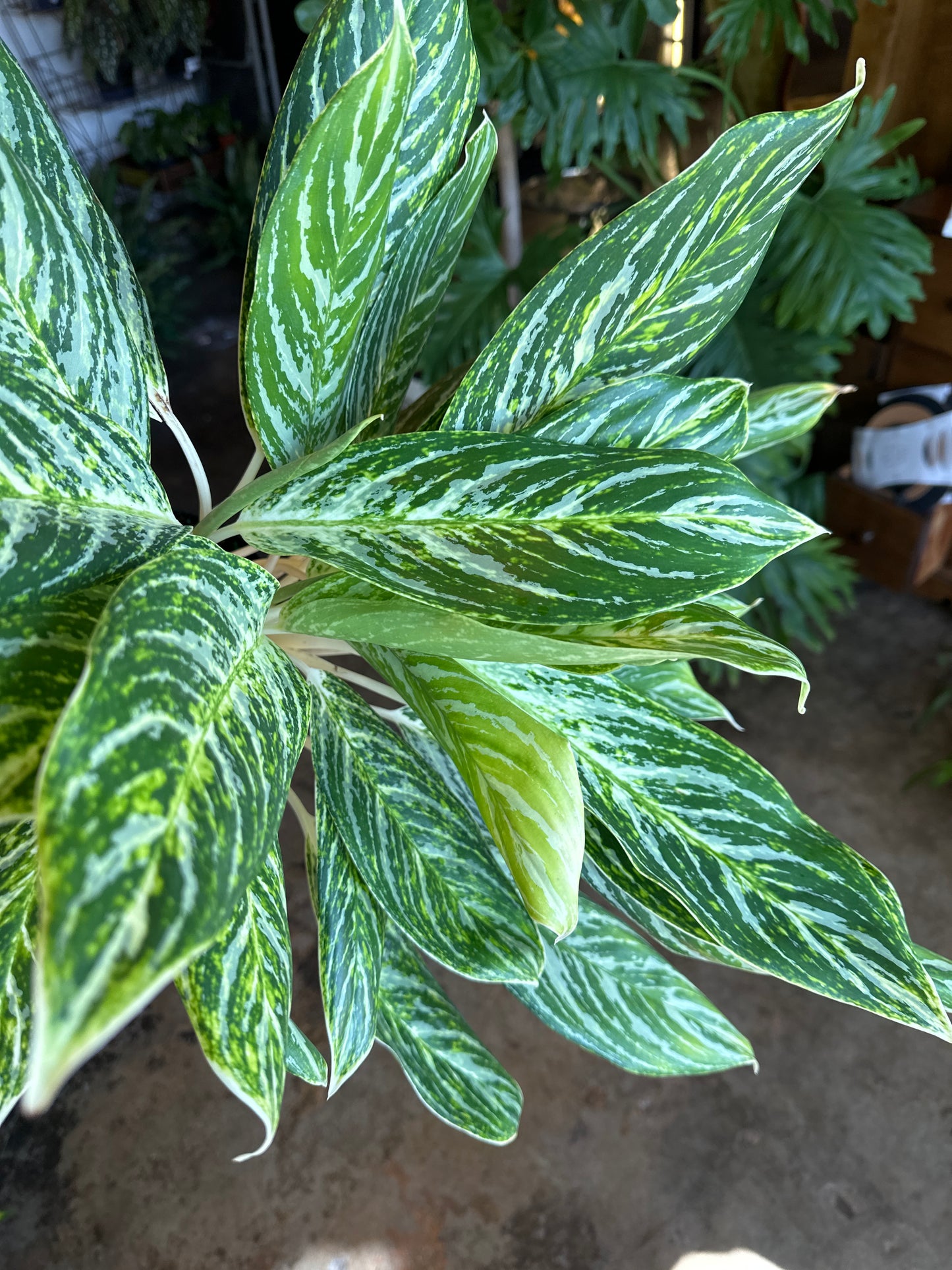 aglaonema romeo aglaonema from flower + furbish Shop now at flower + furbish