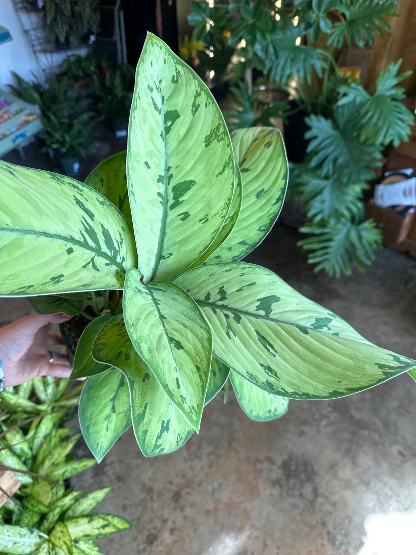 homalomena selby homalomena from flower + furbish Shop now at flower + furbish