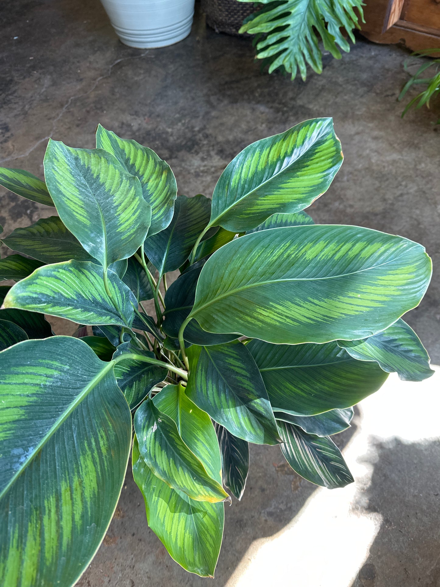 calathea beauty star calathea from flower + furbish Shop now at flower + furbish