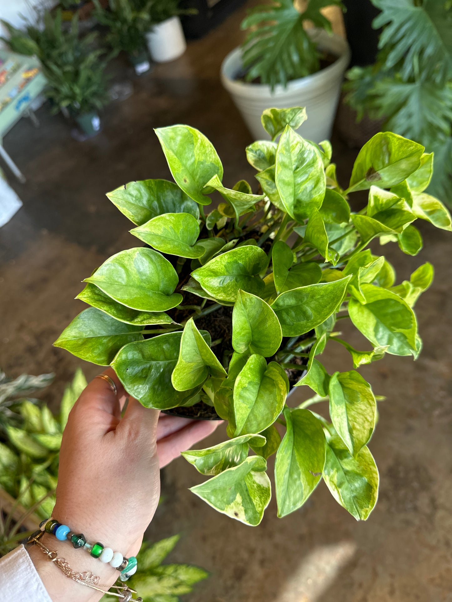 pothos lemon meringue pothos from flower + furbish Shop now at flower + furbish