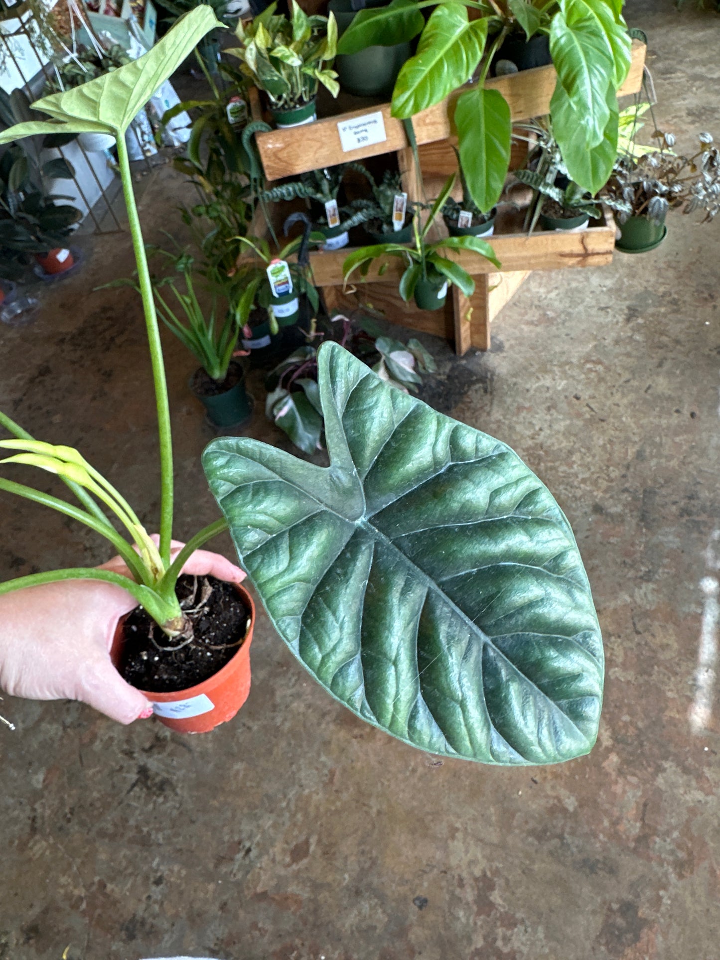 alocasia quilted dreams alocasia from flower + furbish Shop now at flower + furbish