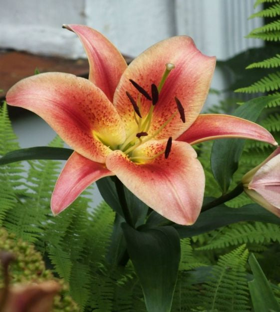 lily montego bay shop now at flower + furbishBulbs, garden, shipping