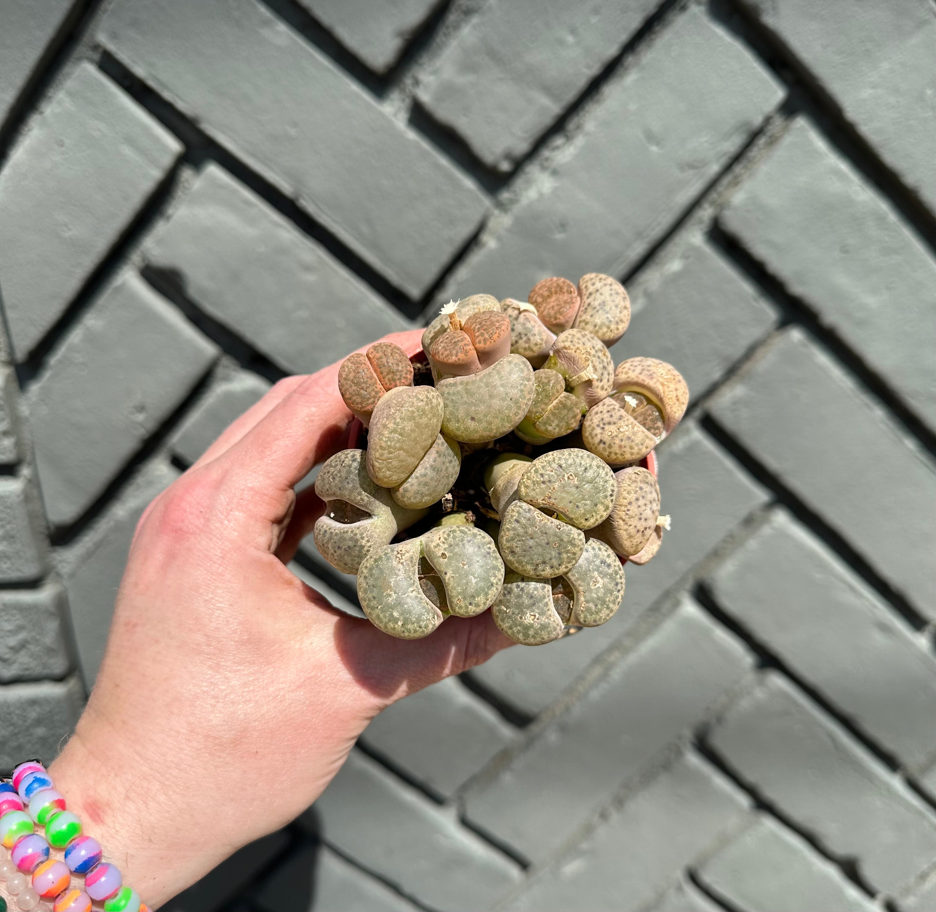 lithops karasmontana (living stones) shop now at flower + furbishDirect light, dry, lithop, living stone, Non toxic, Succulent