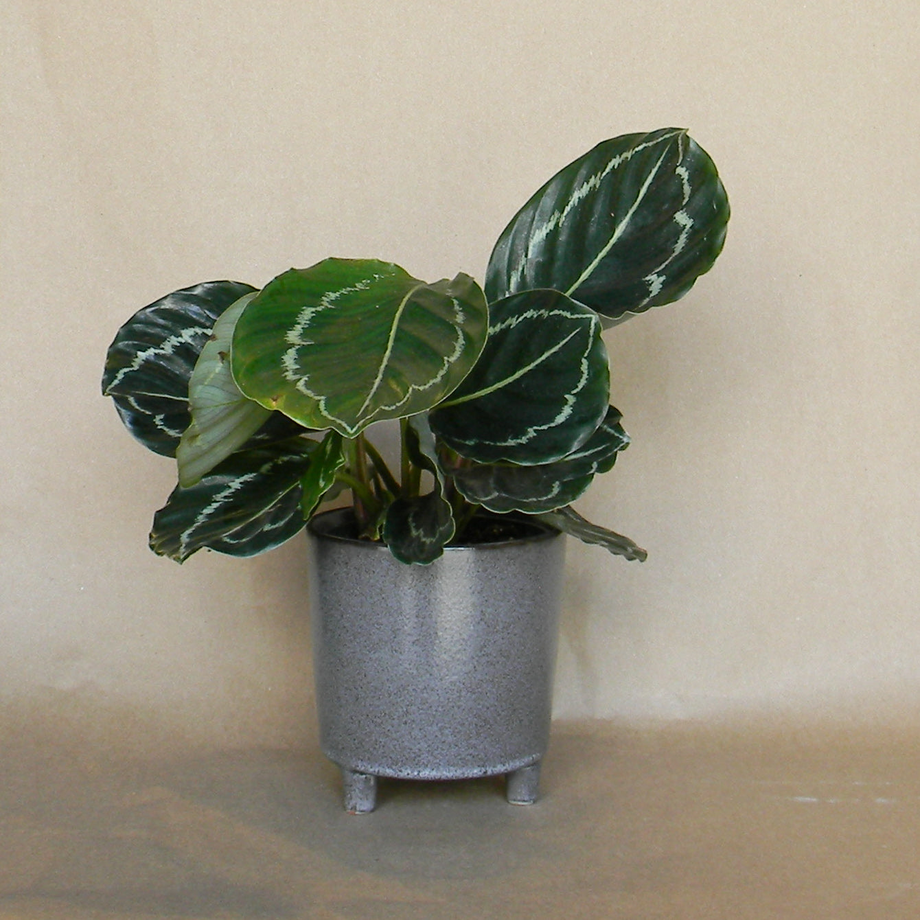 malcolm footed pot shop now at flower + furbish1 inch, 2 inch, 3 inch, 4 inch