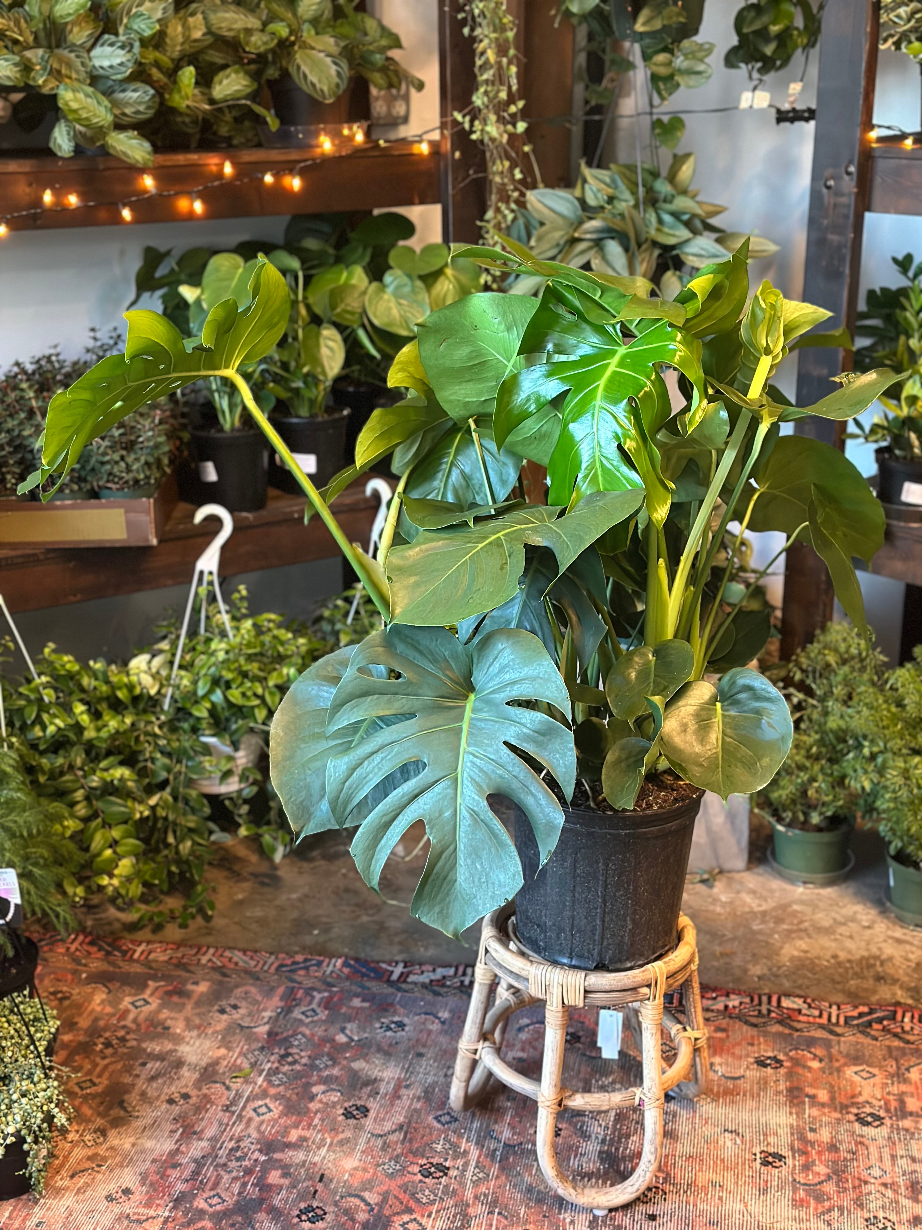 8 inch monstera monstera deliciosa philodendron (swiss cheese plant)