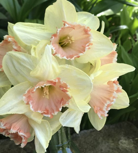 narcissus dialogs shop now at flower + furbishBulbs, garden, shipping