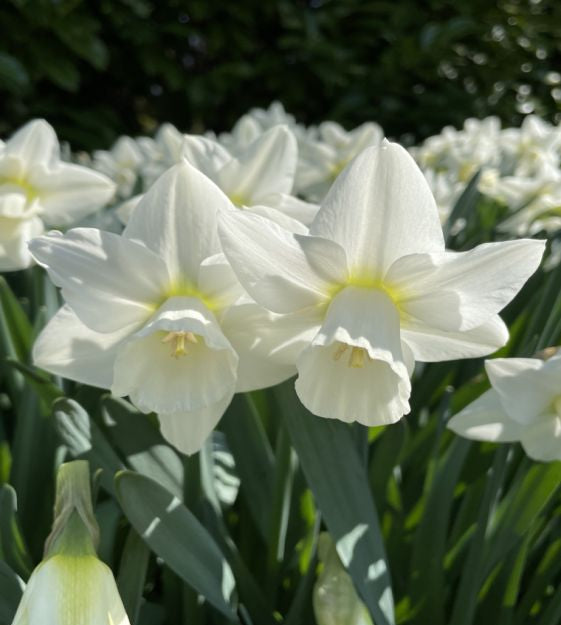 narcissus snowboard shop now at flower + furbishBulbs, garden, shipping