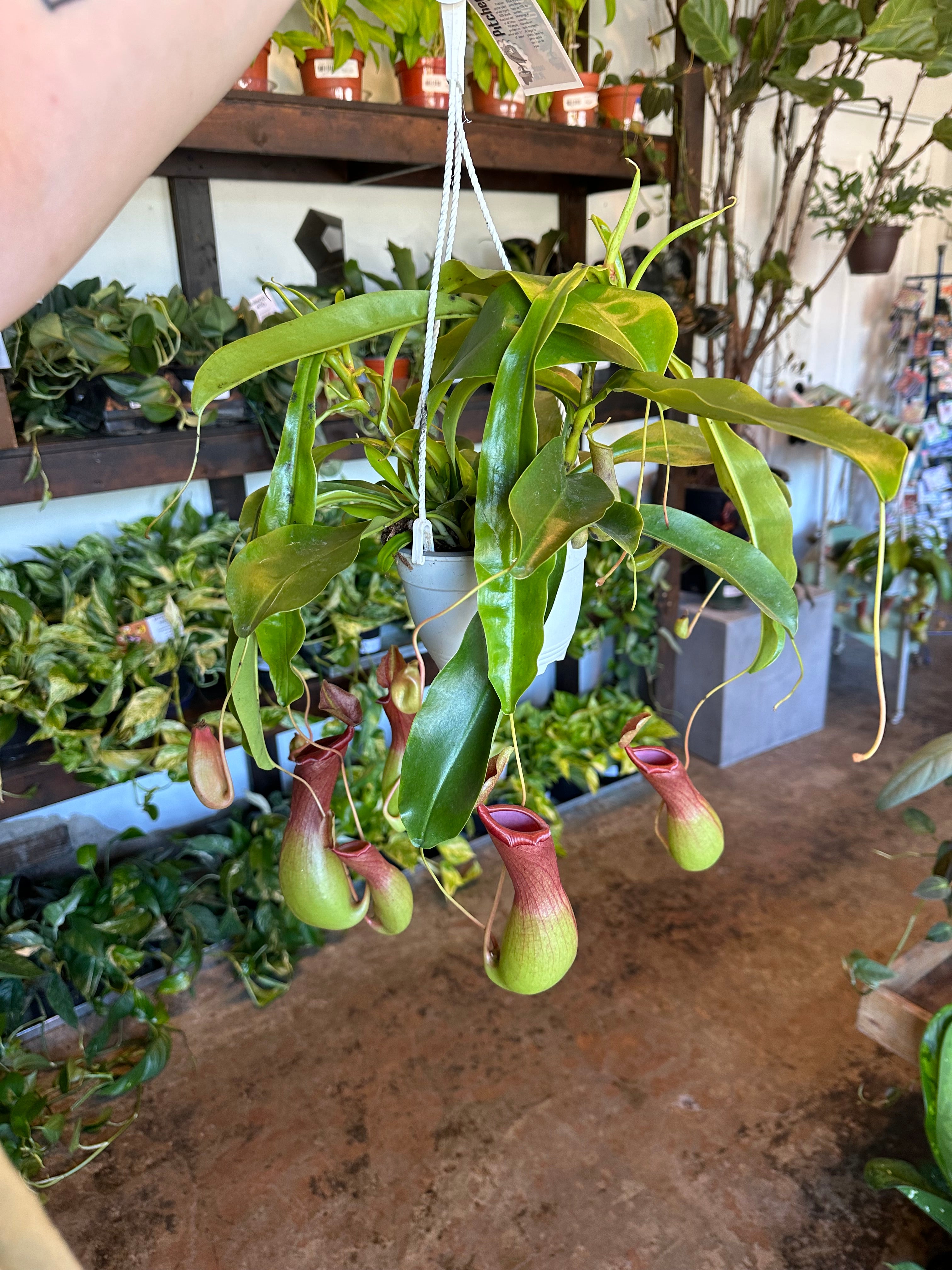nepenthes (pitcher plant) hanging basket shop now at flower + furbishbright light, carnivorous plant, moist, Non toxic