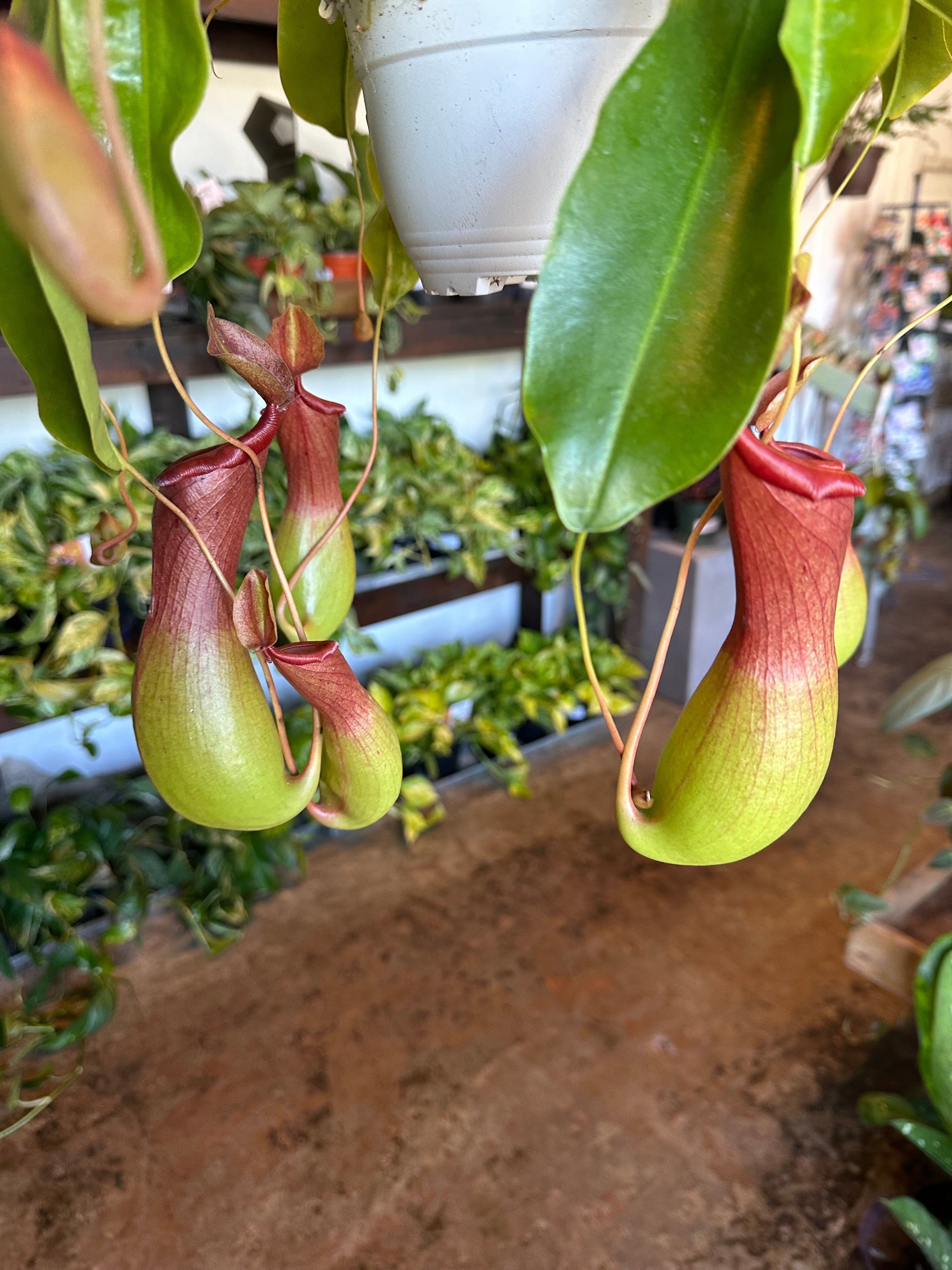 nepenthes (pitcher plant) hanging basket shop now at flower + furbishbright light, carnivorous plant, moist, Non toxic