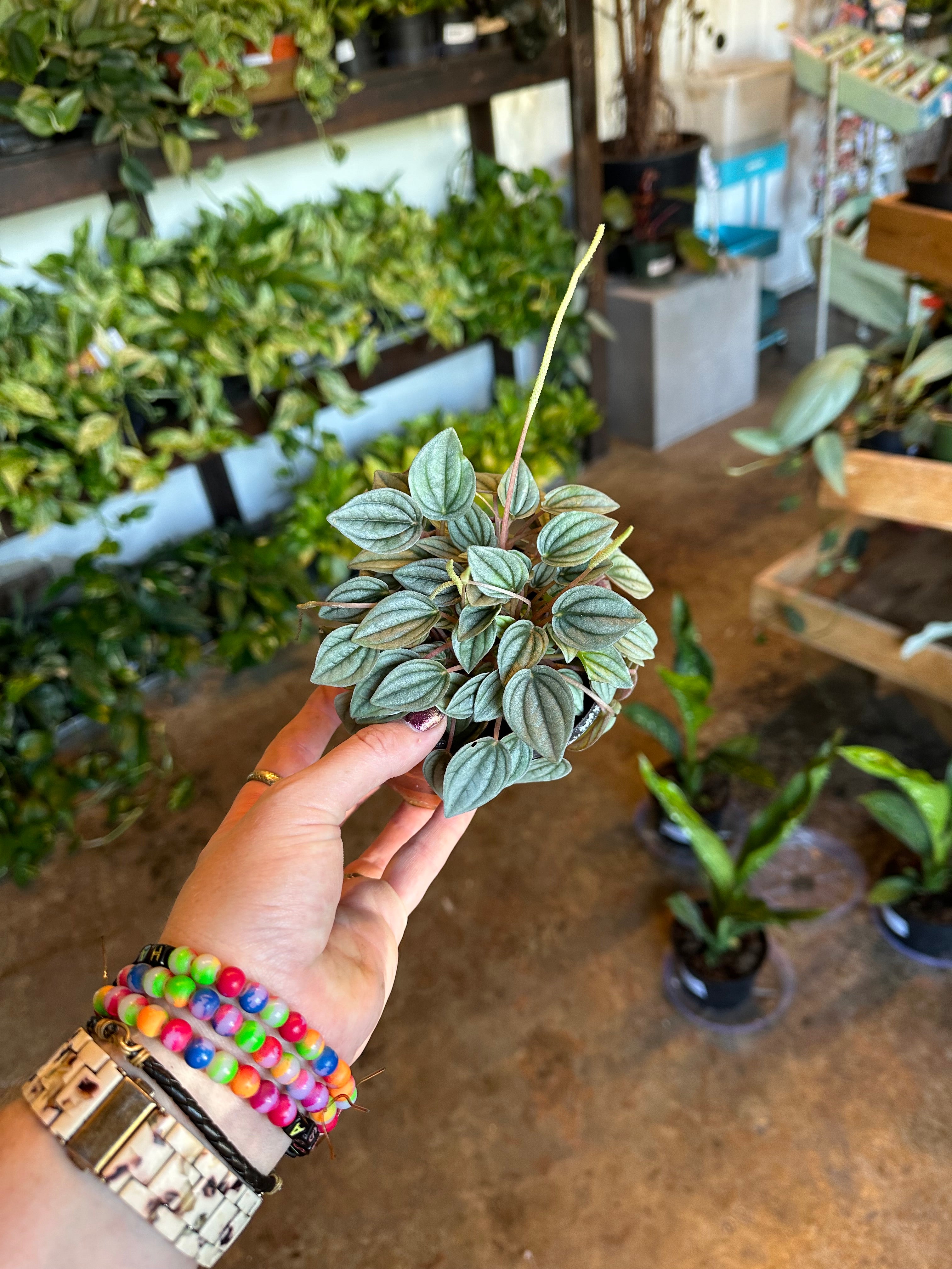 peperomia caperata (napoli nights) peperomia from flower + furbish Shop now at flower + furbish