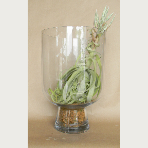reservoir terrarium shop now at flower + furbish