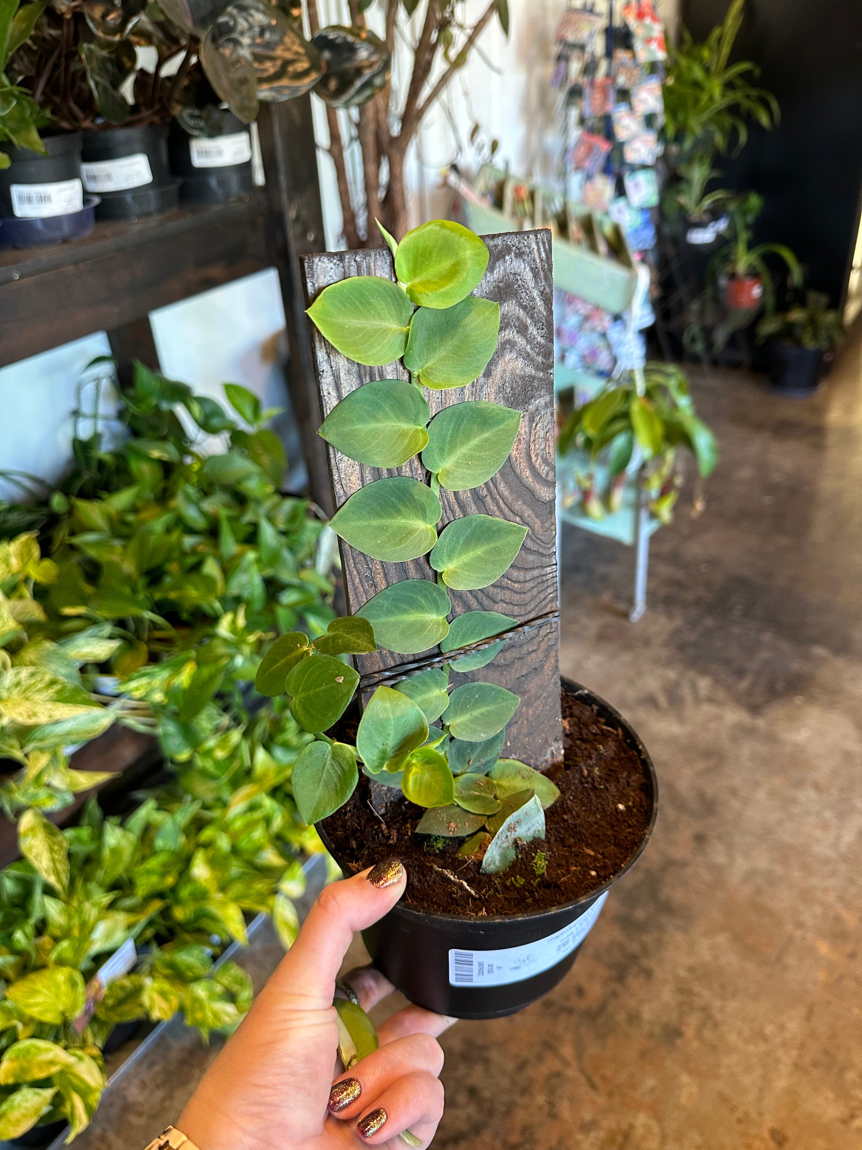 rhaphidophora hayi (shingle plant) shop now at flower + furbishany light, Dry to moist, toxic