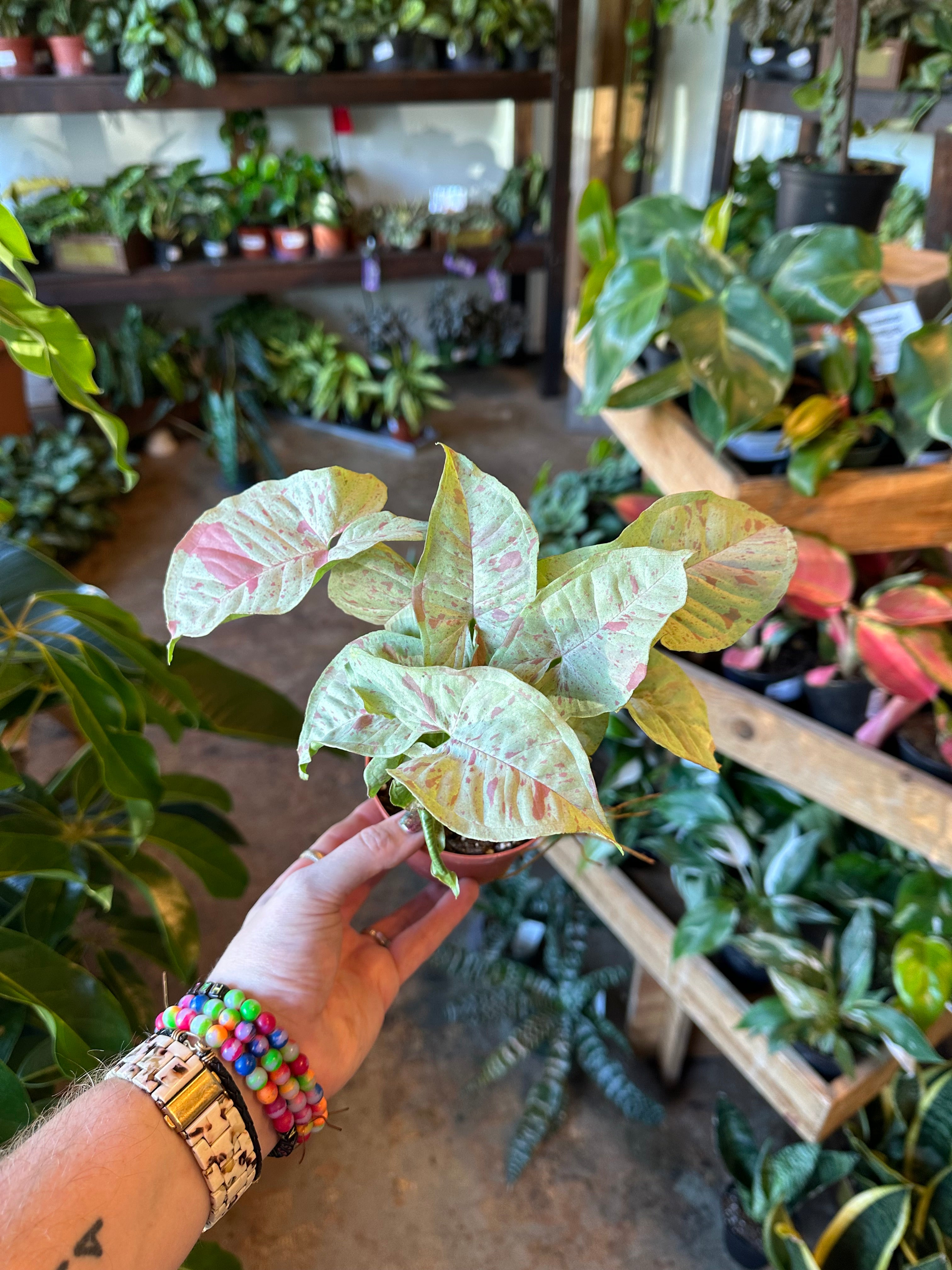 syngonium podophyllum (milk confetti) Syngonium from flower + furbish Shop now at flower + furbish