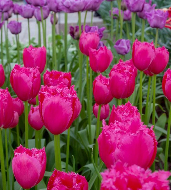 tulip burgundy lace shop now at flower + furbishBulbs, garden, shipping