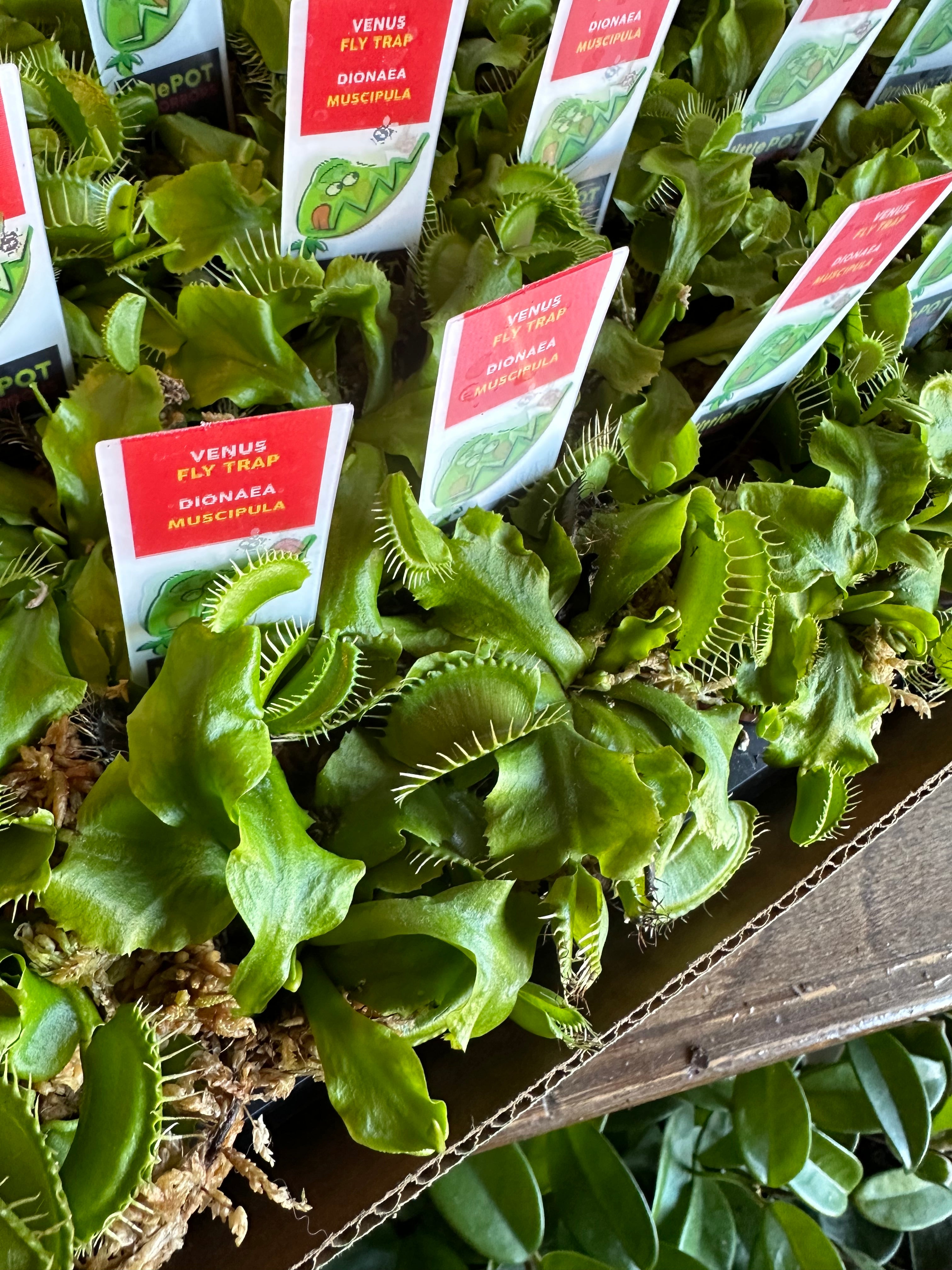 dionaea muscipula (venus fly trap) shop now at flower + furbishbright indirect light, carnivorous plant, moist, Non toxic