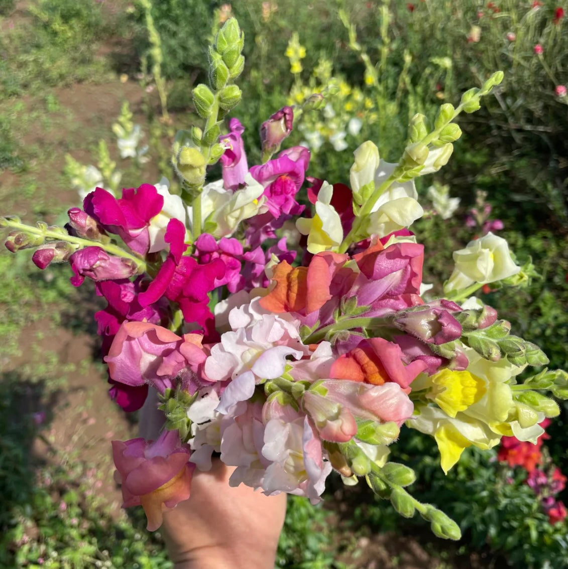 hudson valley snapdragon mix seeds seed from flower + furbish Shop now at flower + furbish