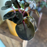 geogenanthus ciliates (geo) shop now at flower + furbishmedium to bright indirect light, moist, Non toxic