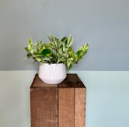 marble queen pothos pothos from flower + furbish Shop now at flower + furbish