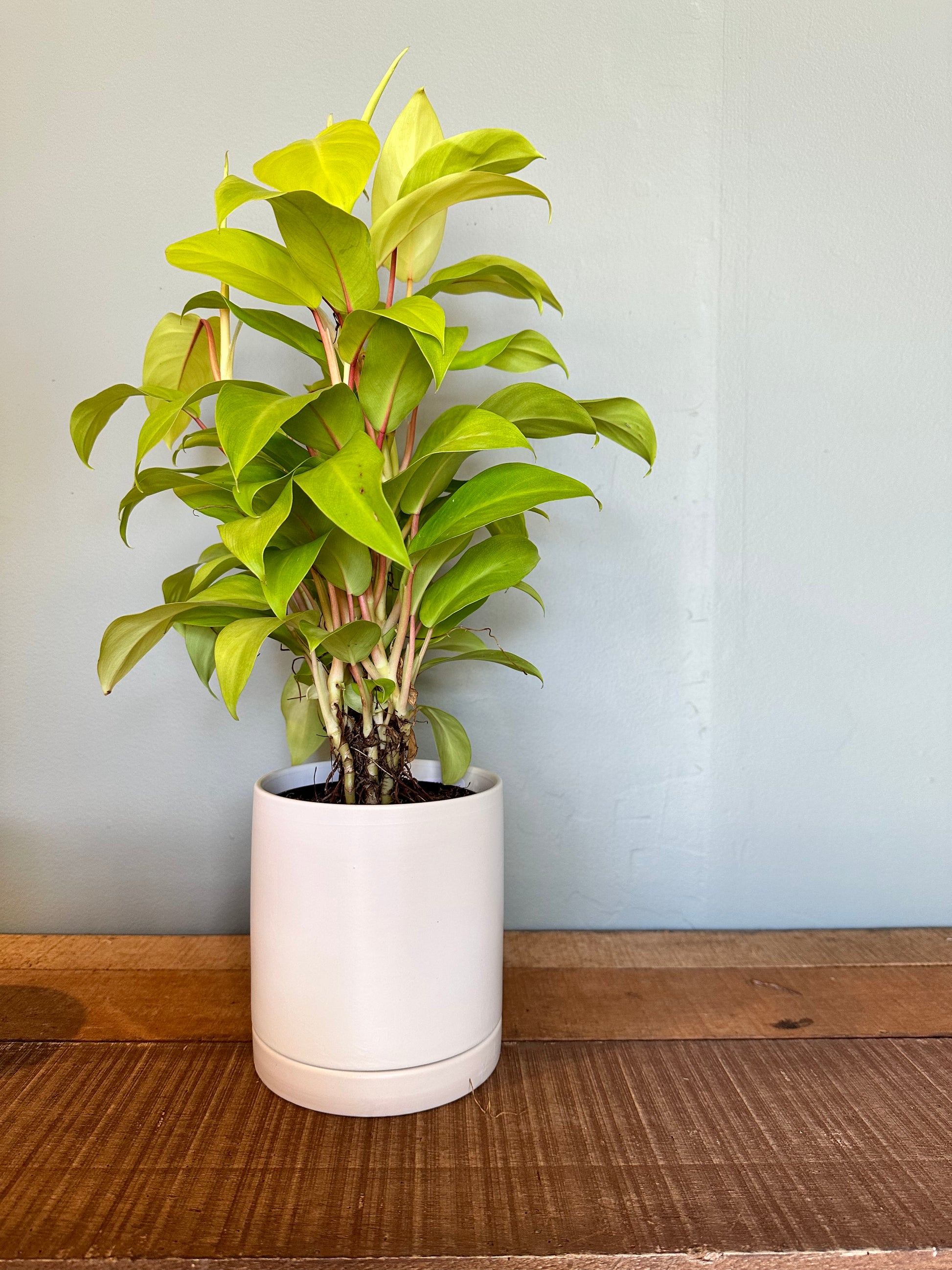 philodendron lemon lime bush philodendron from flower + furbish Shop now at flower + furbish