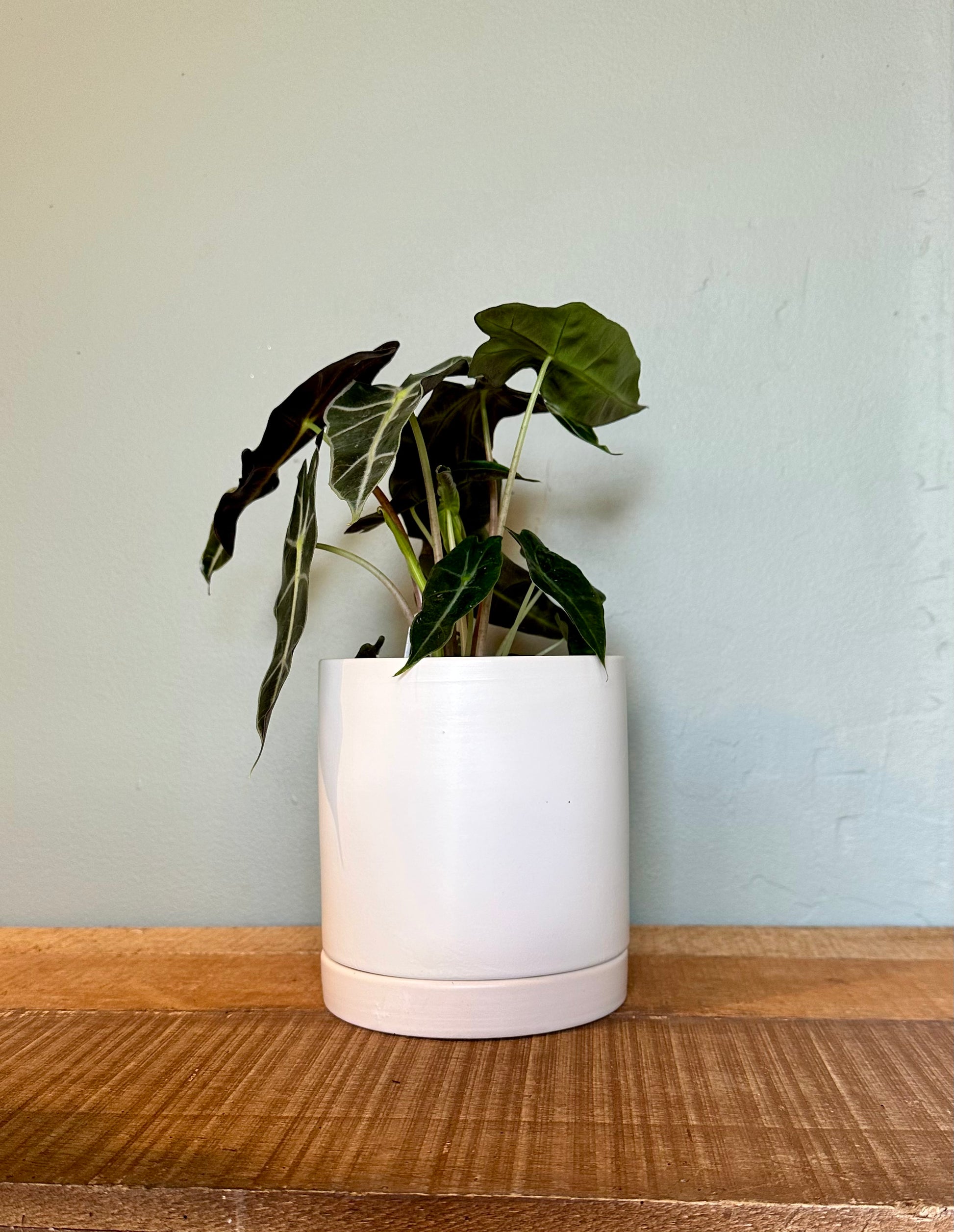 alocasia polly alocasia from flower + furbish Shop now at flower + furbish