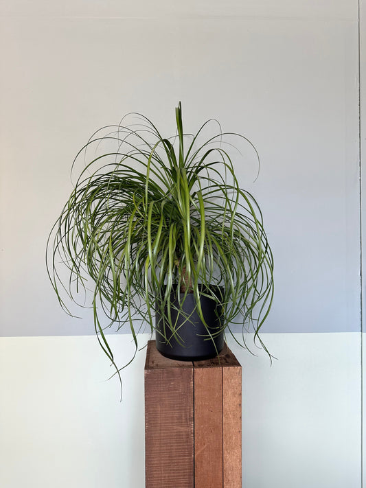 ponytail palm palm from flower + furbish Shop now at flower + furbish
