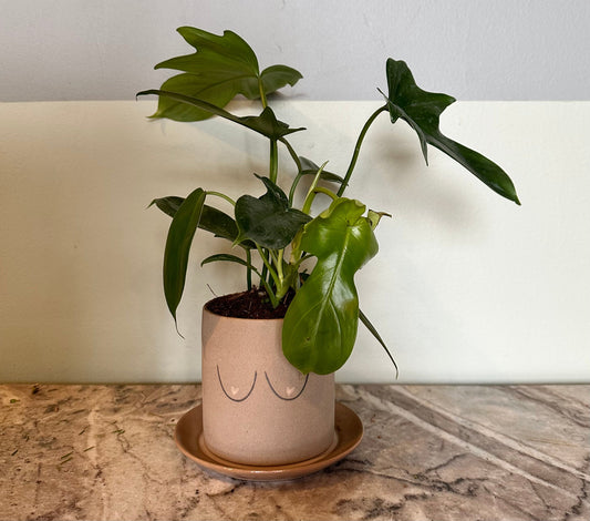 luv u potted plant from flower + furbish Shop now at flower + furbish