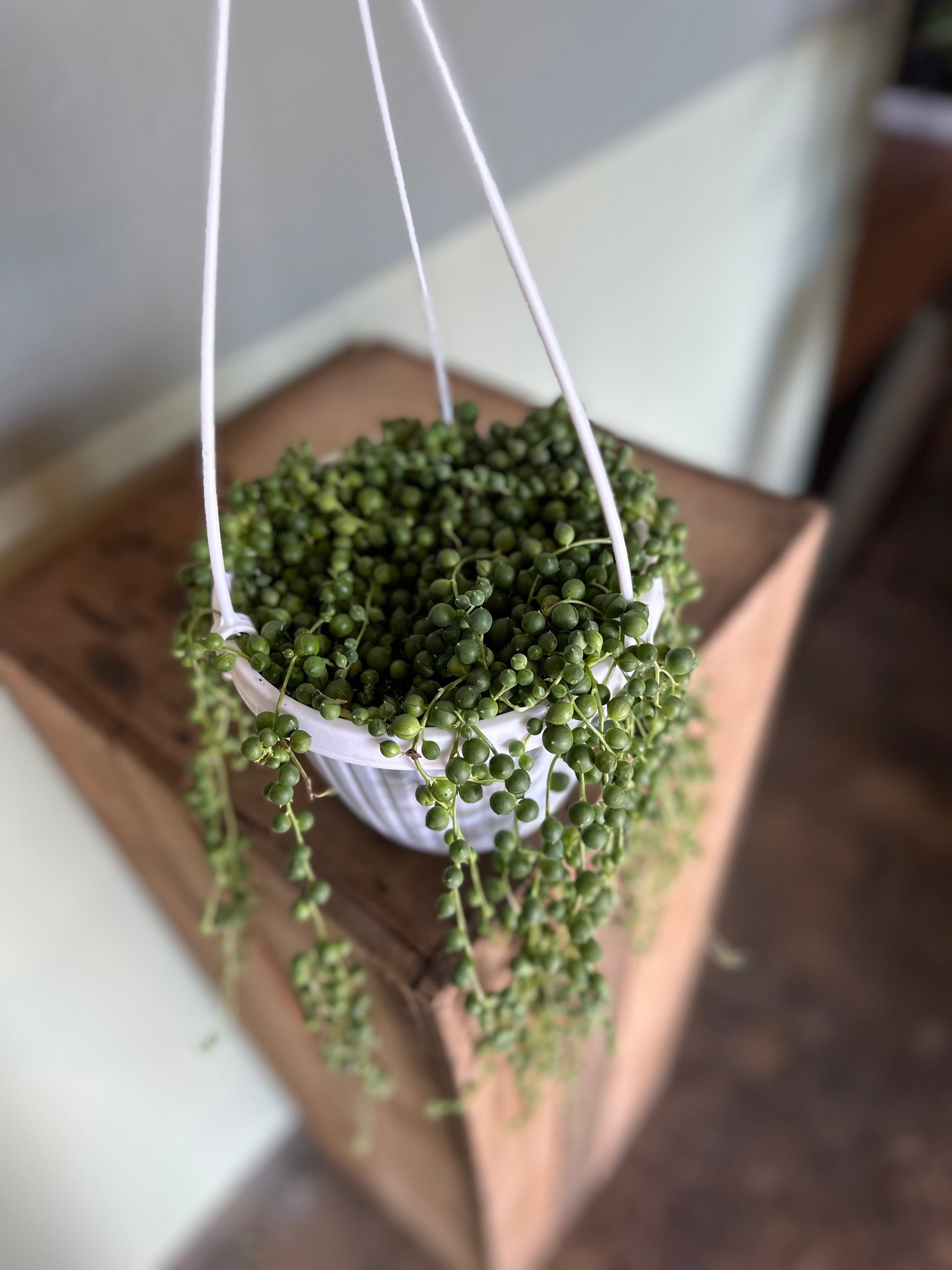 string of pearls hanging basket succulent from flower + furbish Shop now at flower + furbish