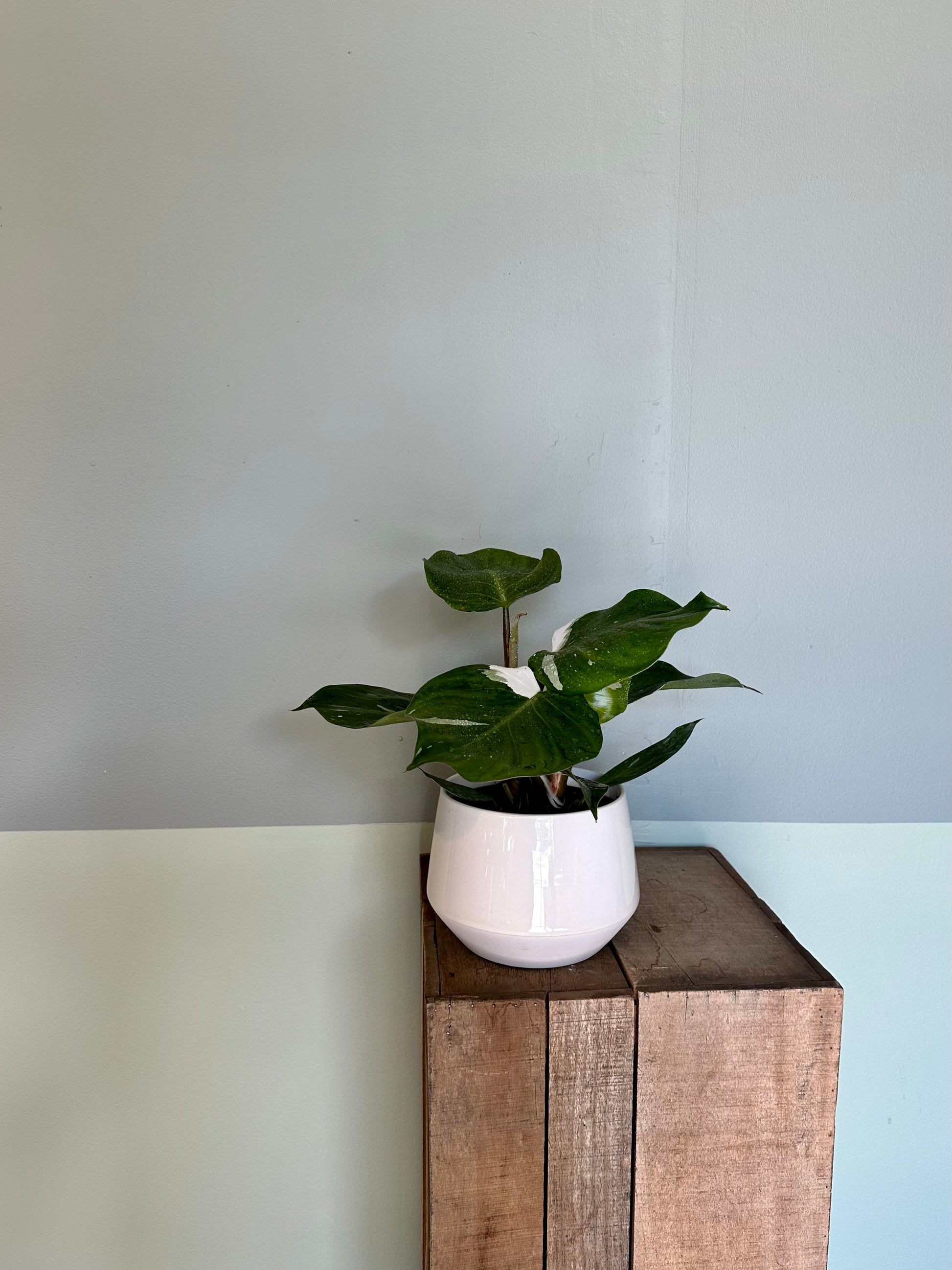 philodendron white knight philodendron from flower + furbish Shop now at flower + furbish