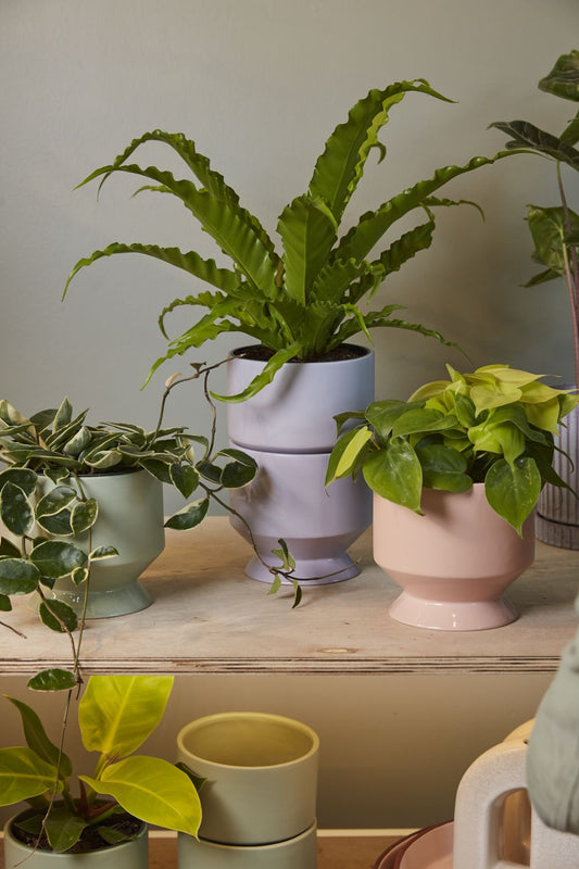 pasadena pot pot from flower + furbish Shop now at flower + furbish