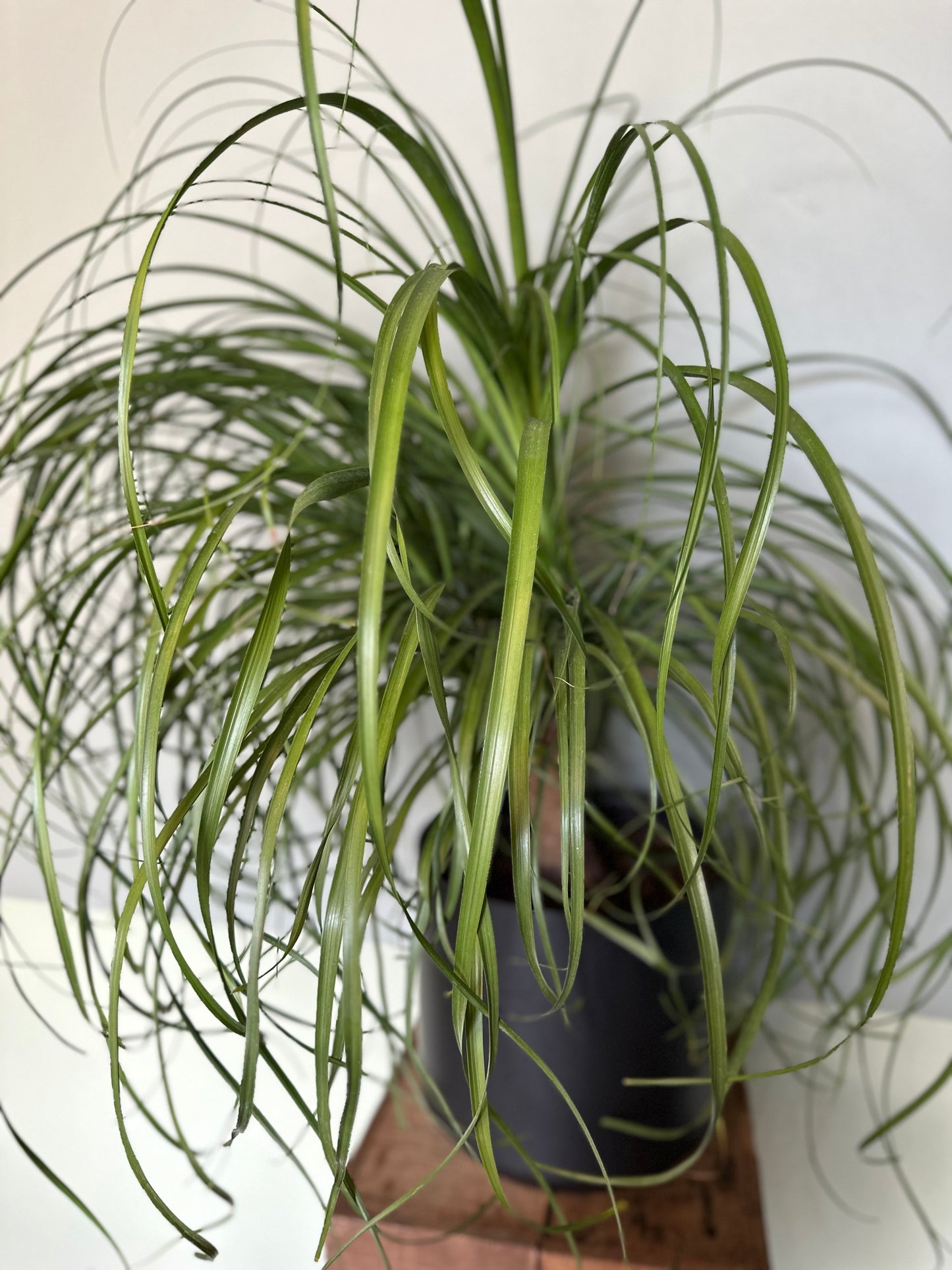 ponytail palm palm from flower + furbish Shop now at flower + furbish