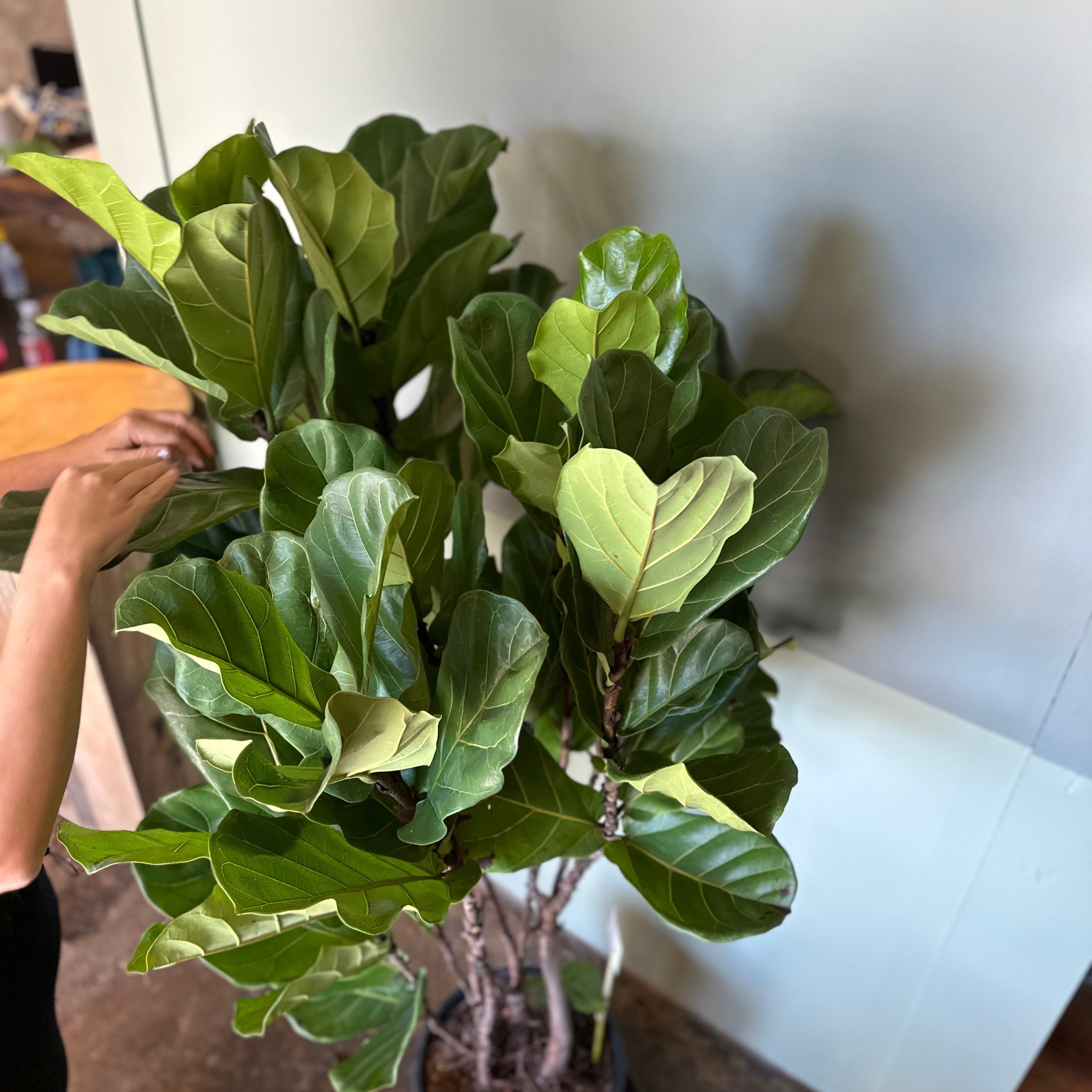 ficus lyrata (fiddle leaf fig) flower furbish1