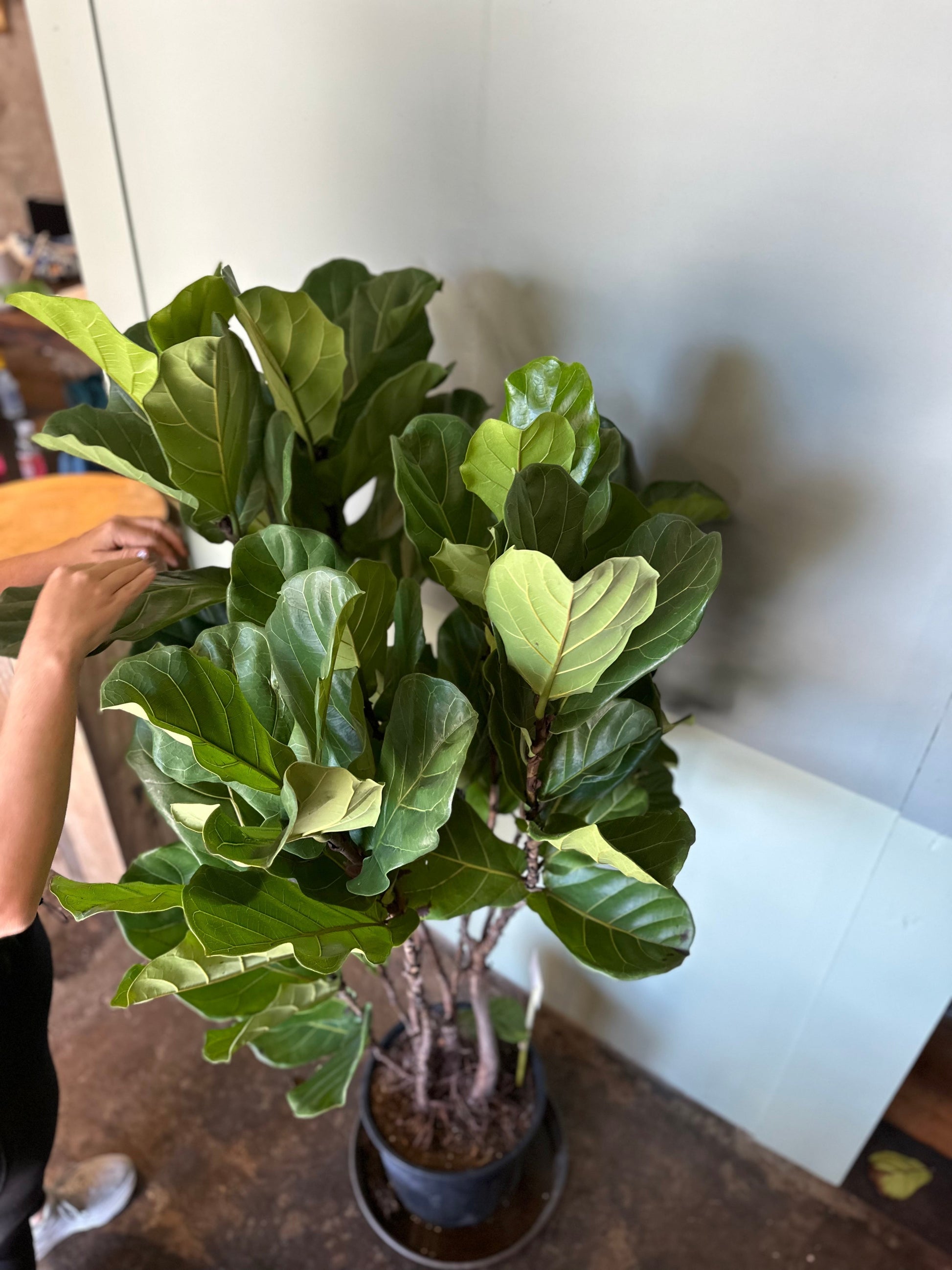 ficus lyrata ficus from flower + furbish Shop now at flower + furbish