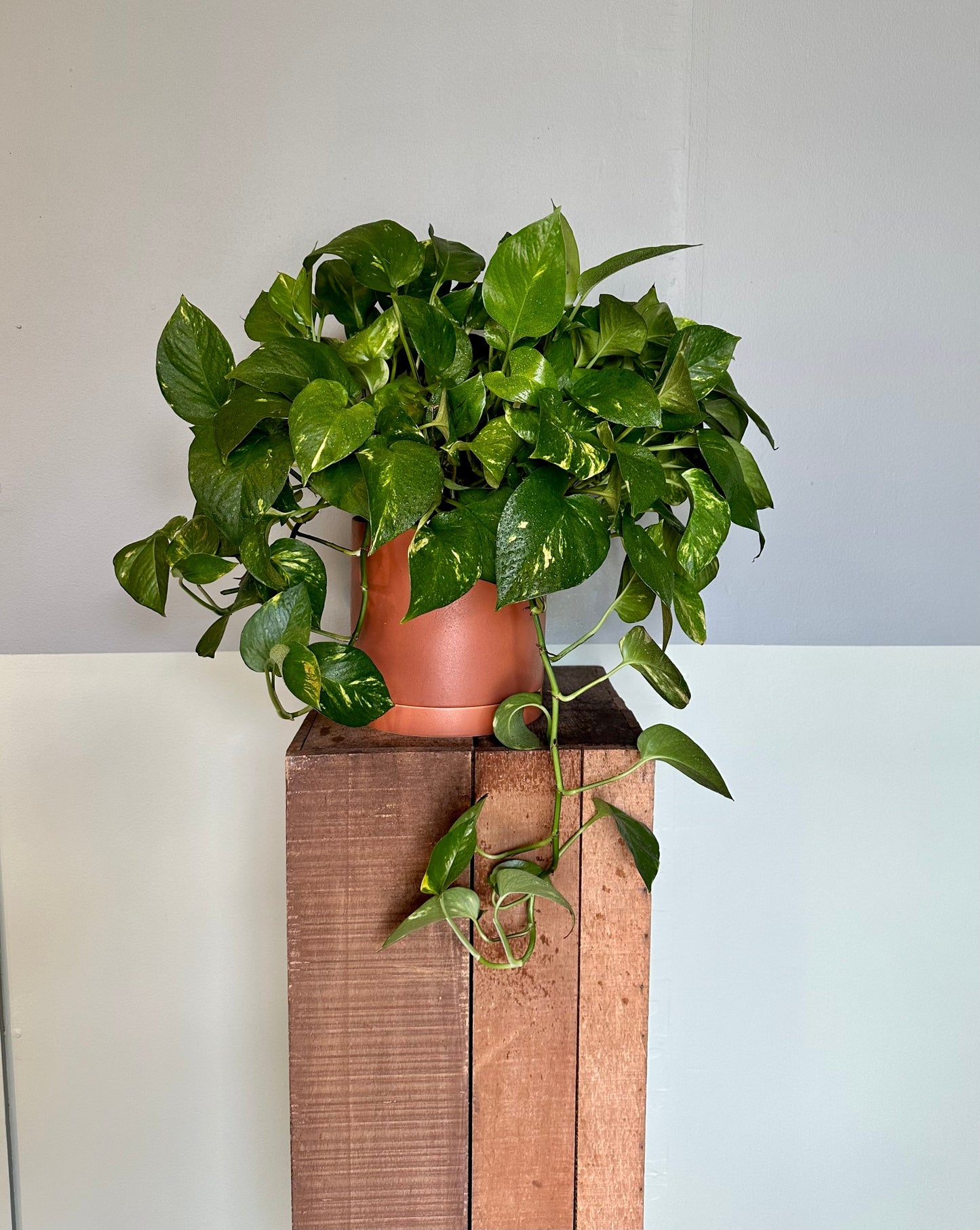 gold pothos pothos from flower + furbish Shop now at flower + furbish