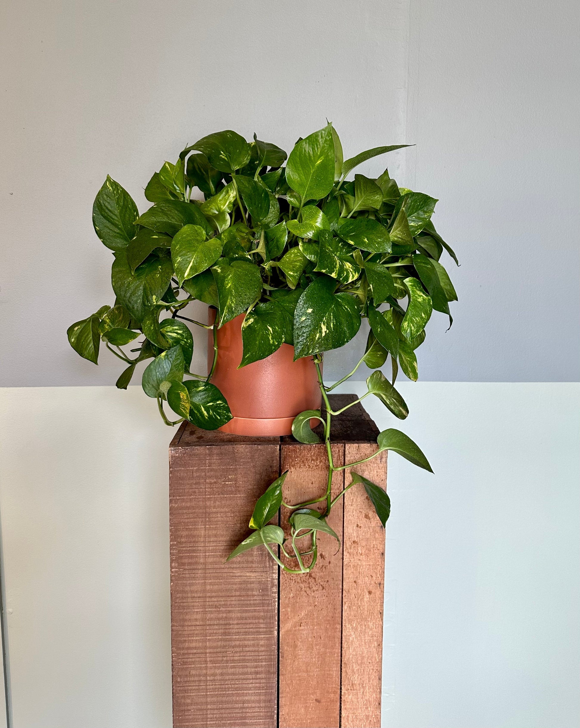 gold pothos pothos from flower + furbish Shop now at flower + furbish