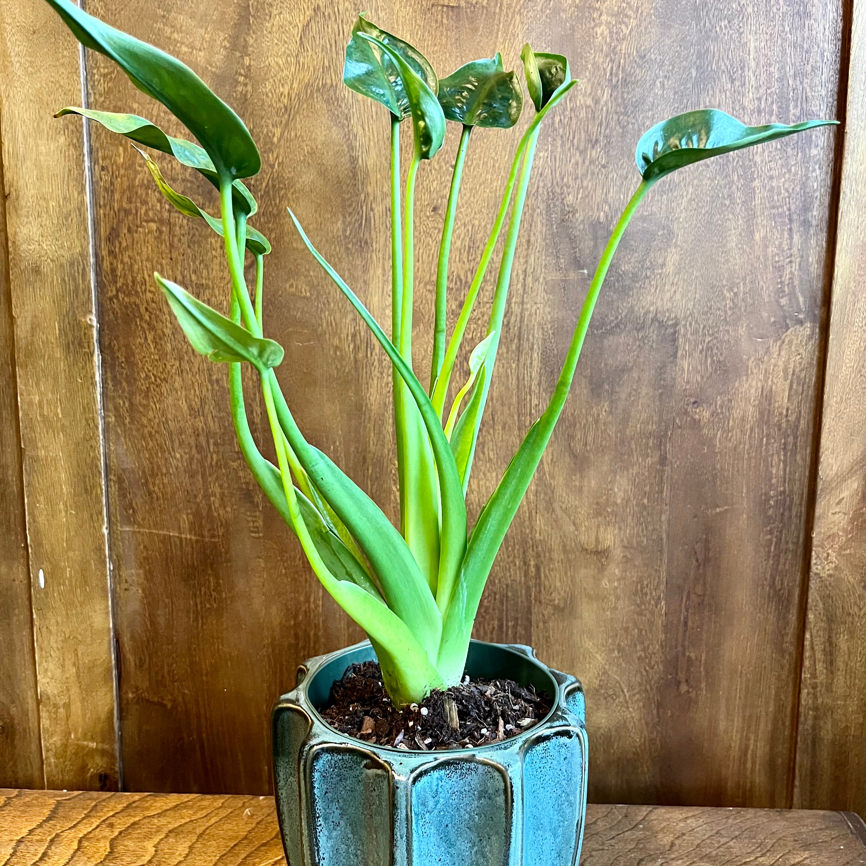 alocasia tiny dancer shop now at flower + furbishalocasia, bright light, toxic