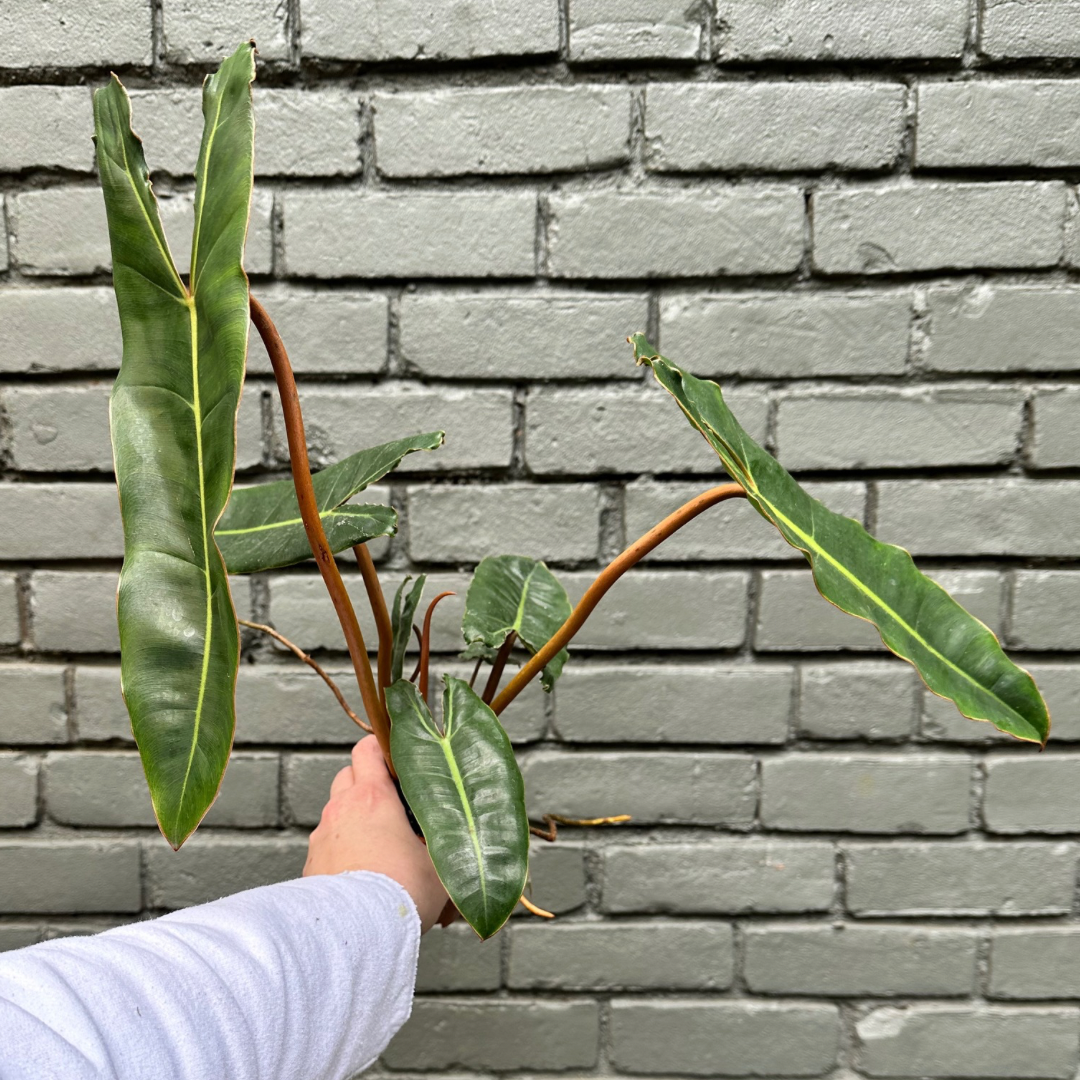 philodendron billietiae philodendron from flower + furbish Shop now at flower + furbish