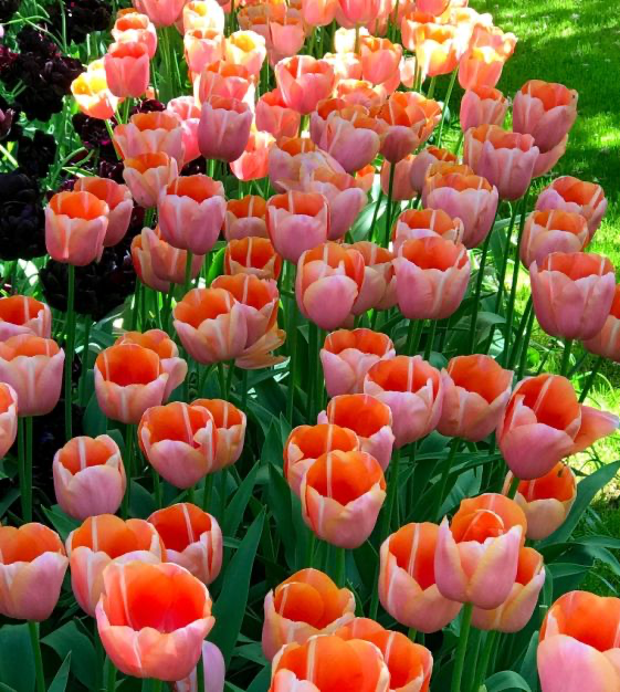 tulip menton bulb from flower + furbish Shop now at flower + furbish