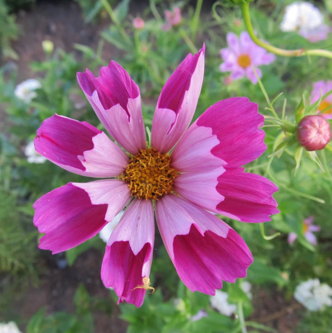 hudson valley sea shell cosmos seeds seed from flower + furbish Shop now at flower + furbish