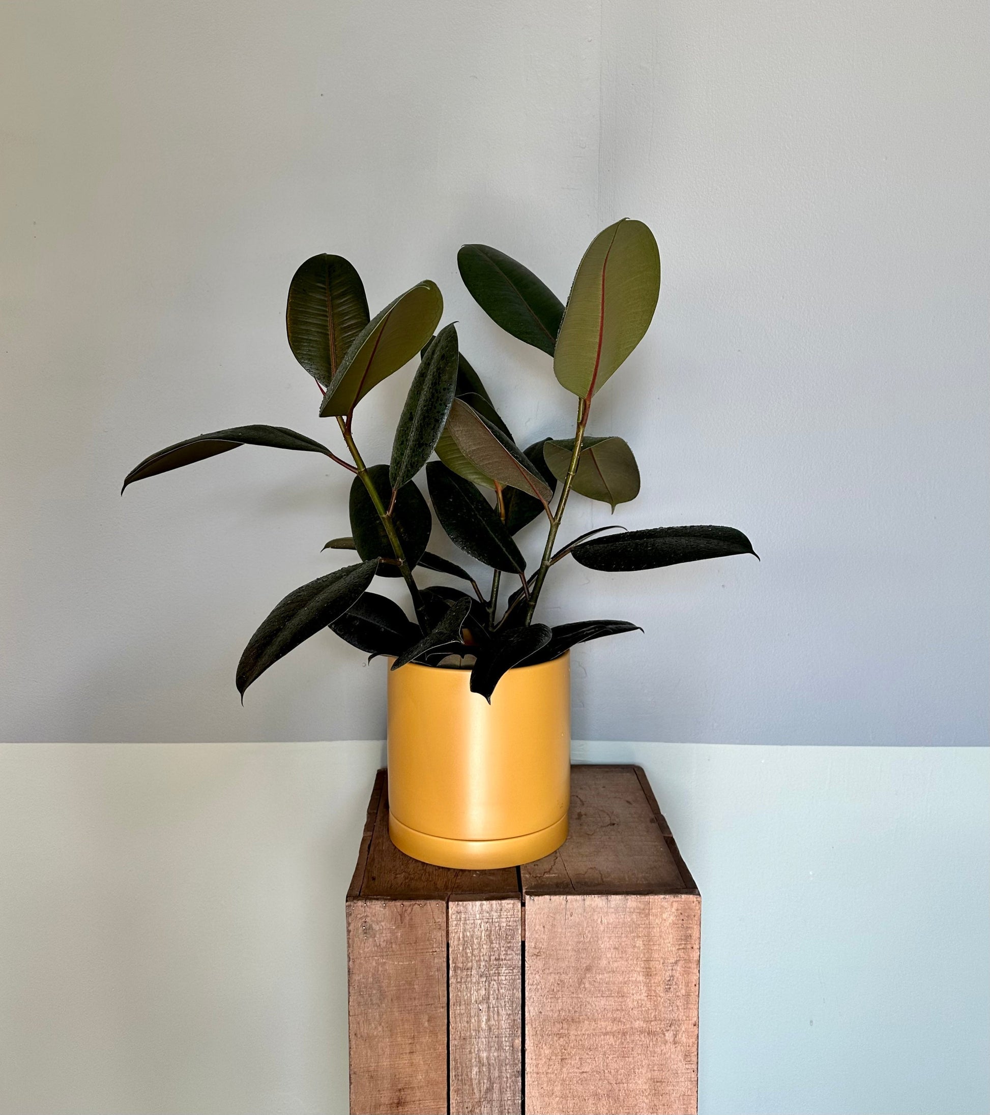 ficus burgundy bush ficus from flower + furbish Shop now at flower + furbish