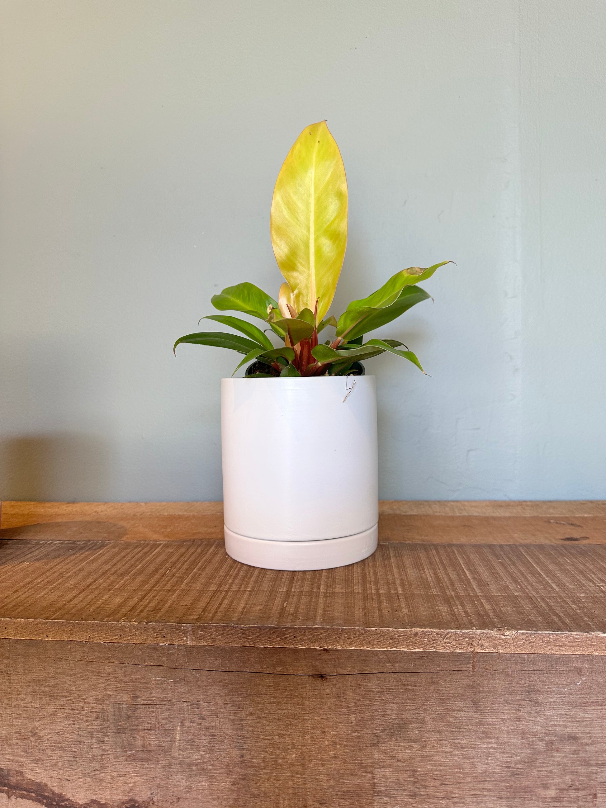 philodendron prince of orange philodendron from flower + furbish Shop now at flower + furbish