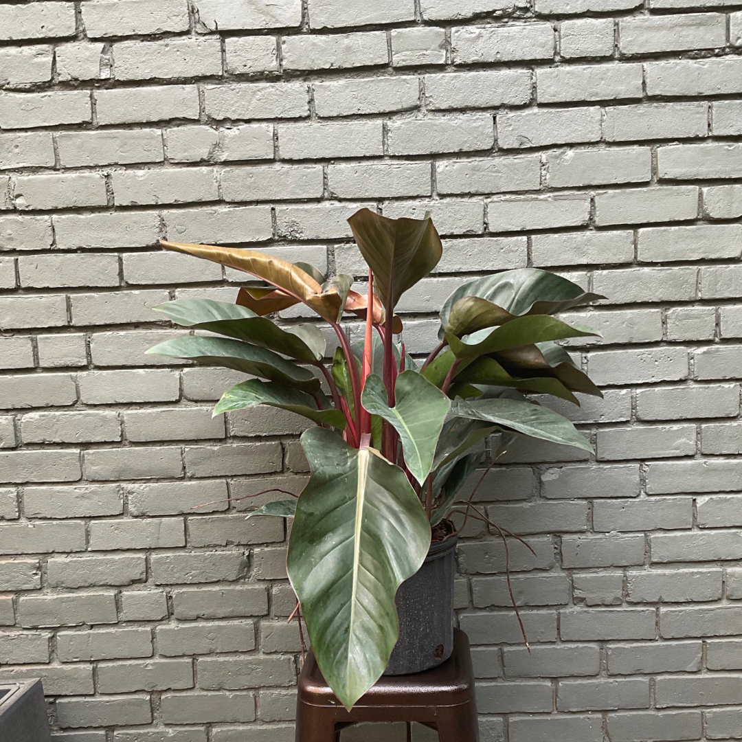 philodendron congo rojo philodendron from flower + furbish Shop now at flower + furbish