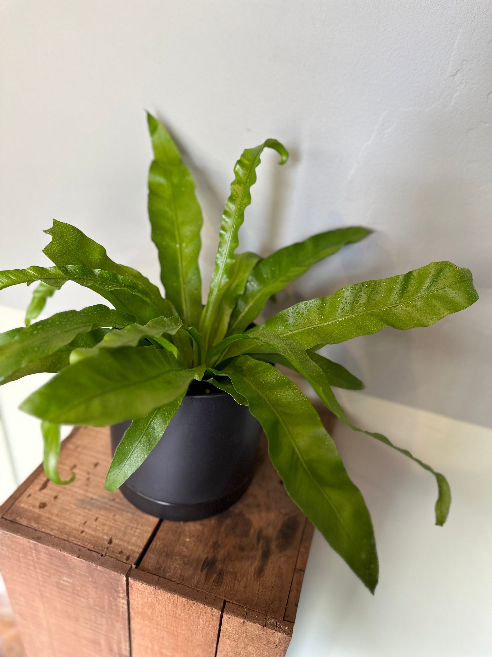 bird’s nest fern fern from flower + furbish Shop now at flower + furbish