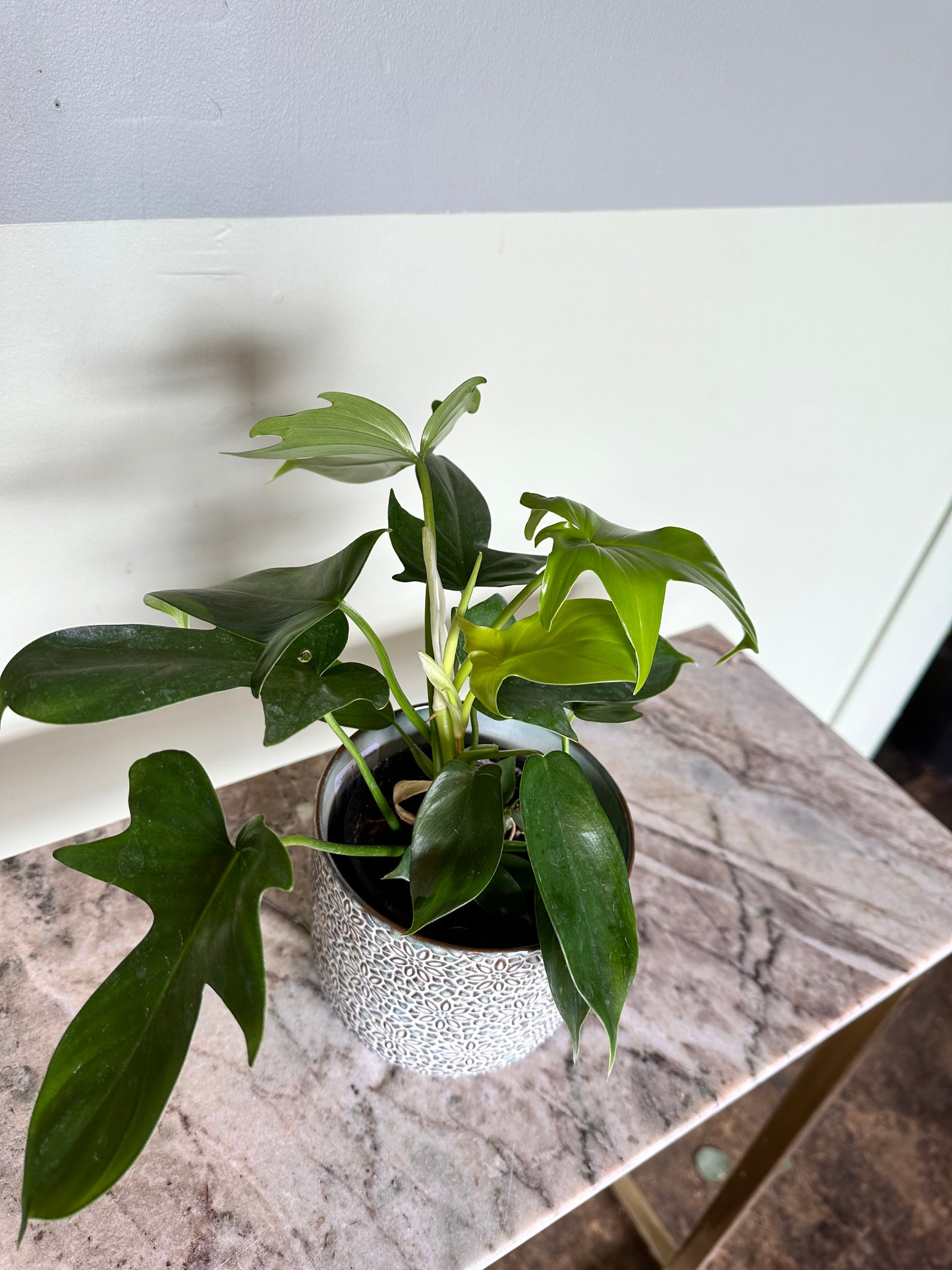 panduriforme philodendron philodendron from flower + furbish Shop now at flower + furbish