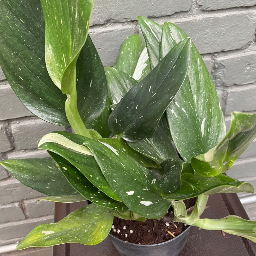 philodendron monstera cobra philodendron from flower + furbish Shop now at flower + furbish