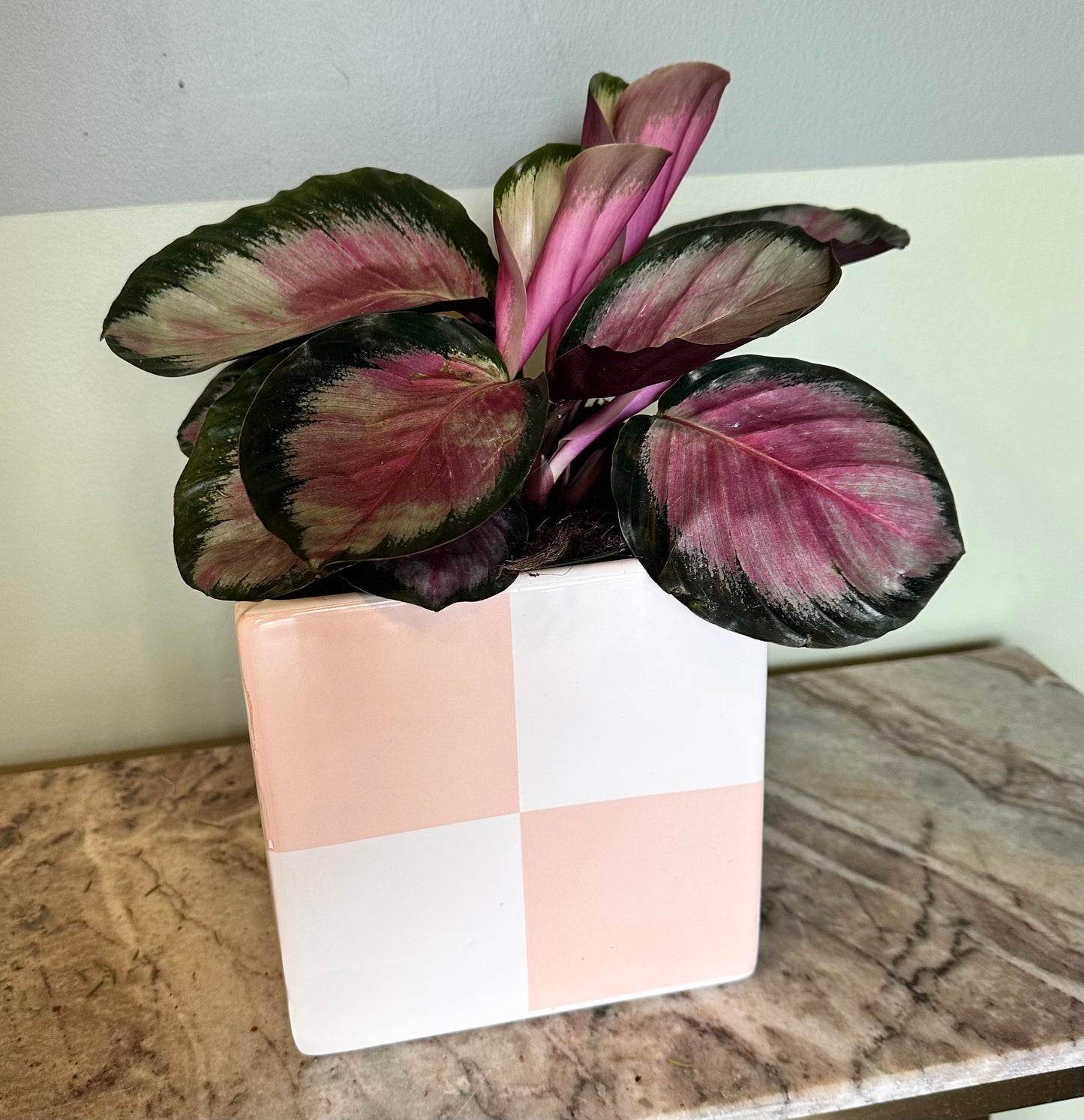 check u out potted plant from flower + furbish Shop now at flower + furbish