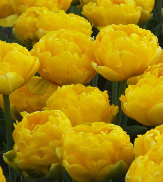 tulip yellow pomponette bulb from flower + furbish Shop now at flower + furbish